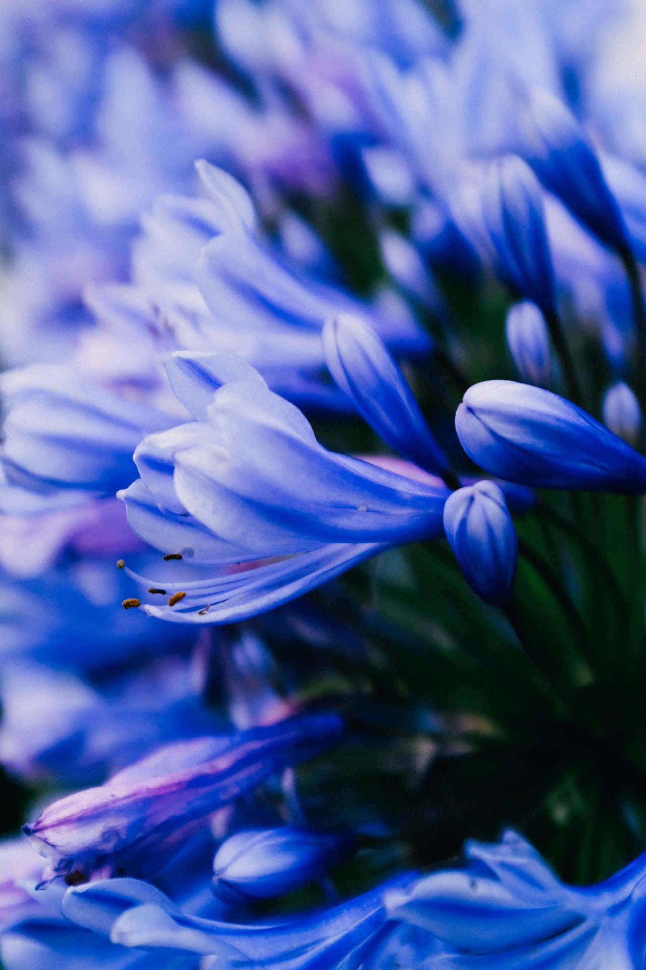 Flores Azules de Lirio Africano para Teléfono Fondos de pantalla
