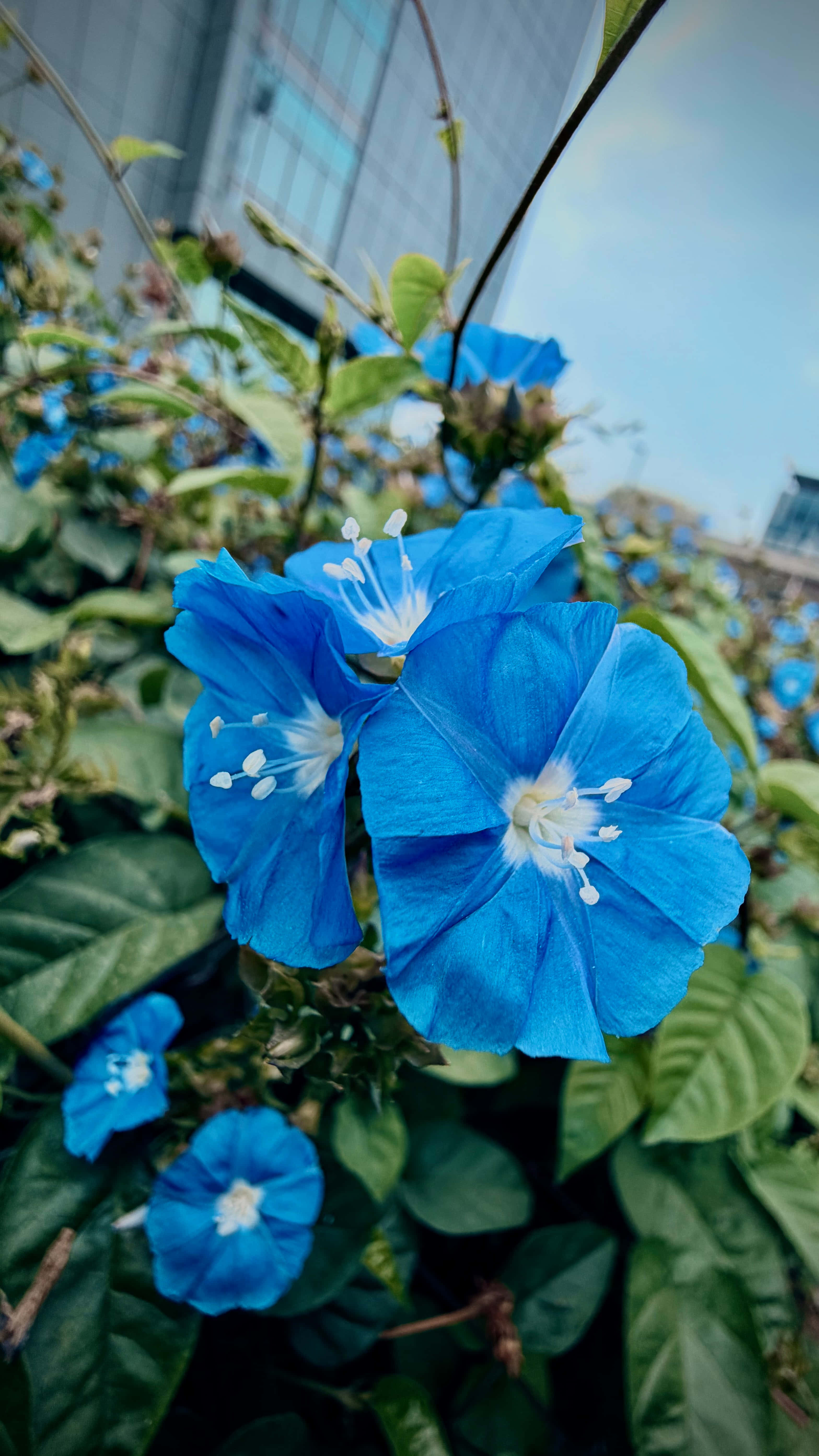 Flores Azules Fondos de pantalla