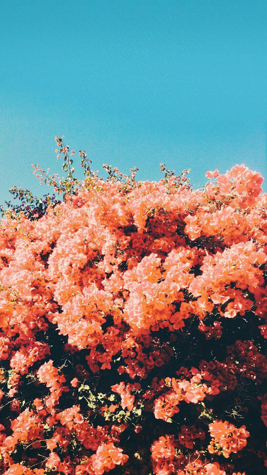 Flores bajo el cielo azul Fondos de pantalla