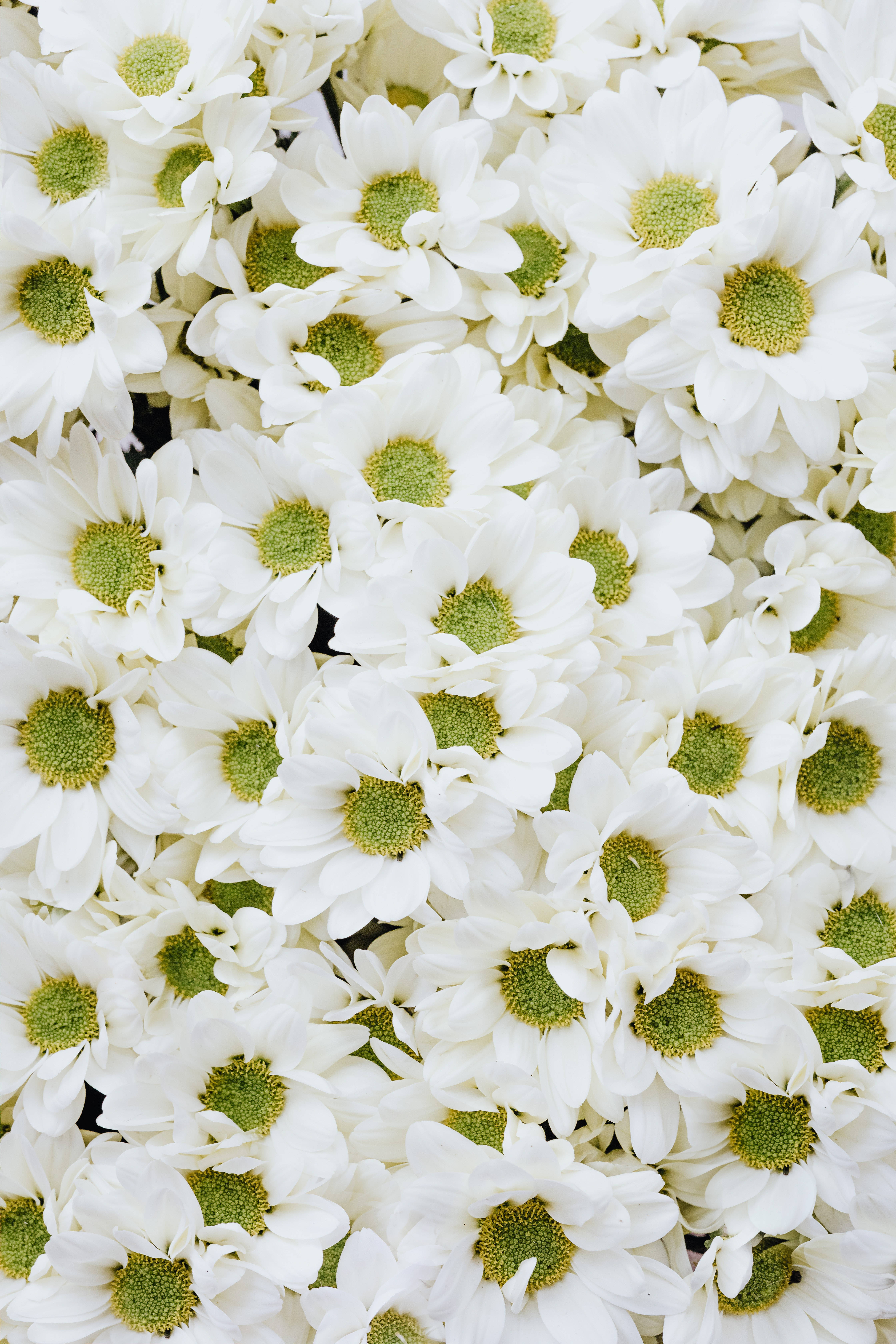 Flores Blancas Crisantemos Fondos de pantalla