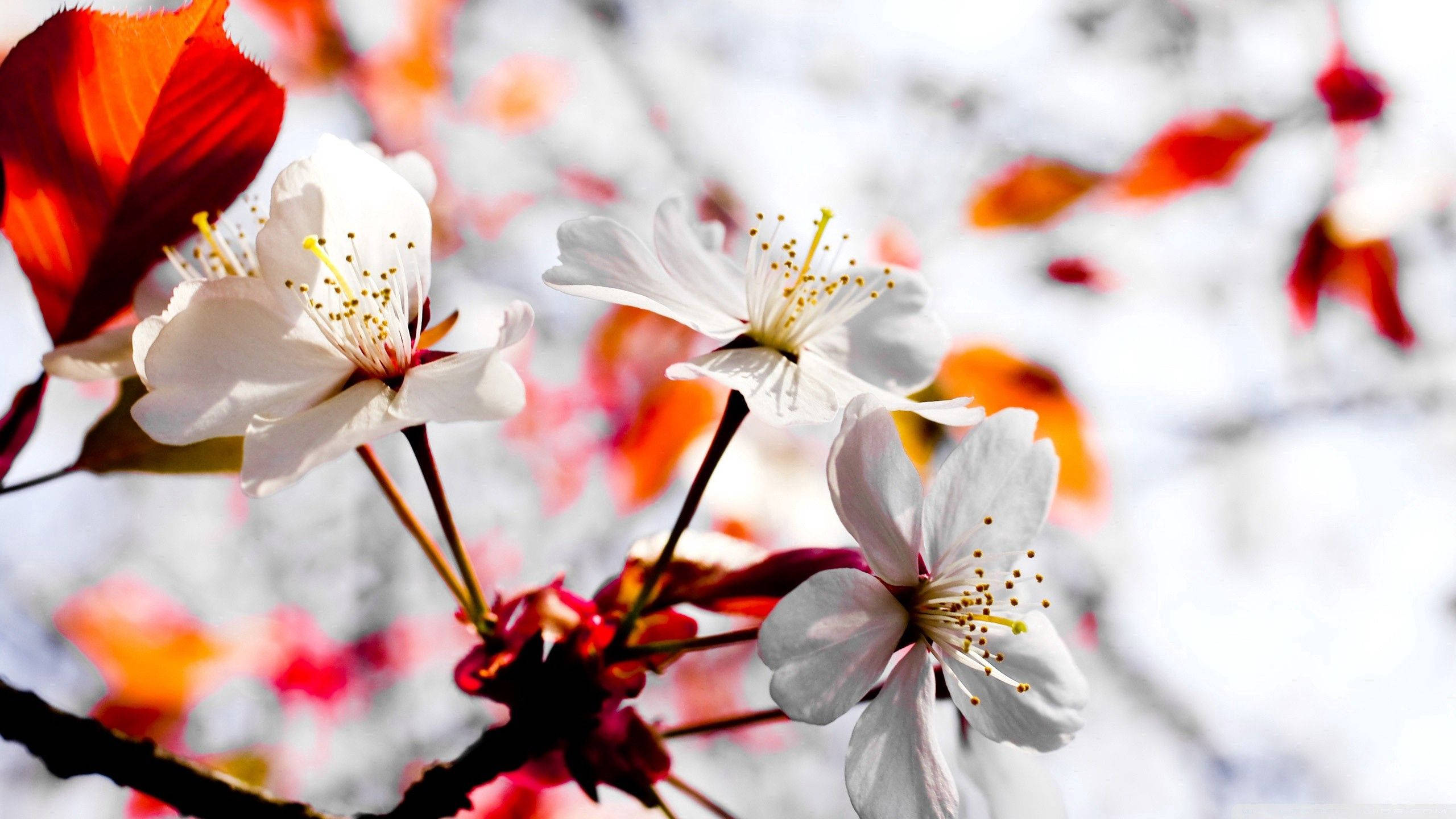 Flores Blancas de Primavera Florecidas Fondos de pantalla