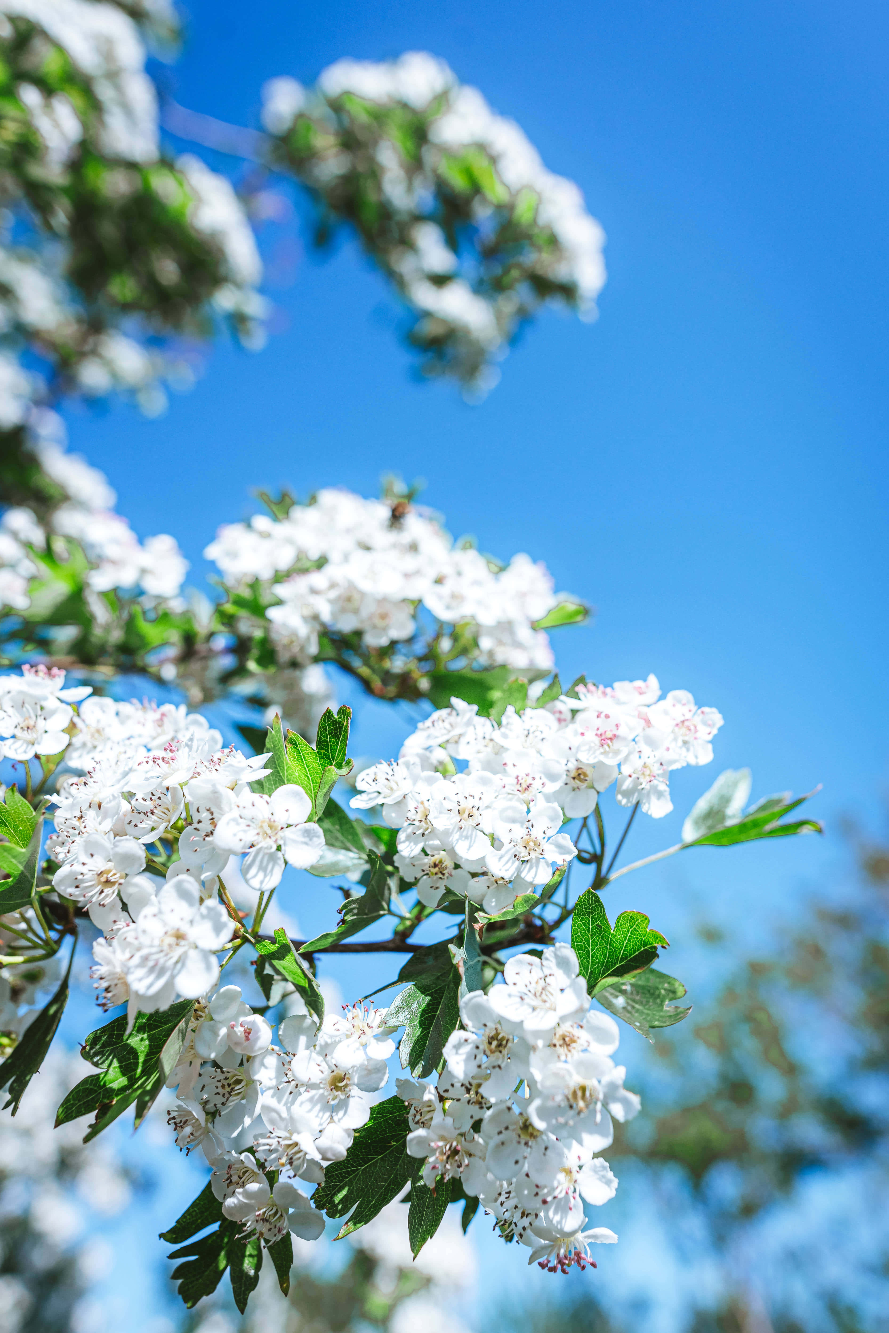 flores blancas en un árbol Fondos de pantalla