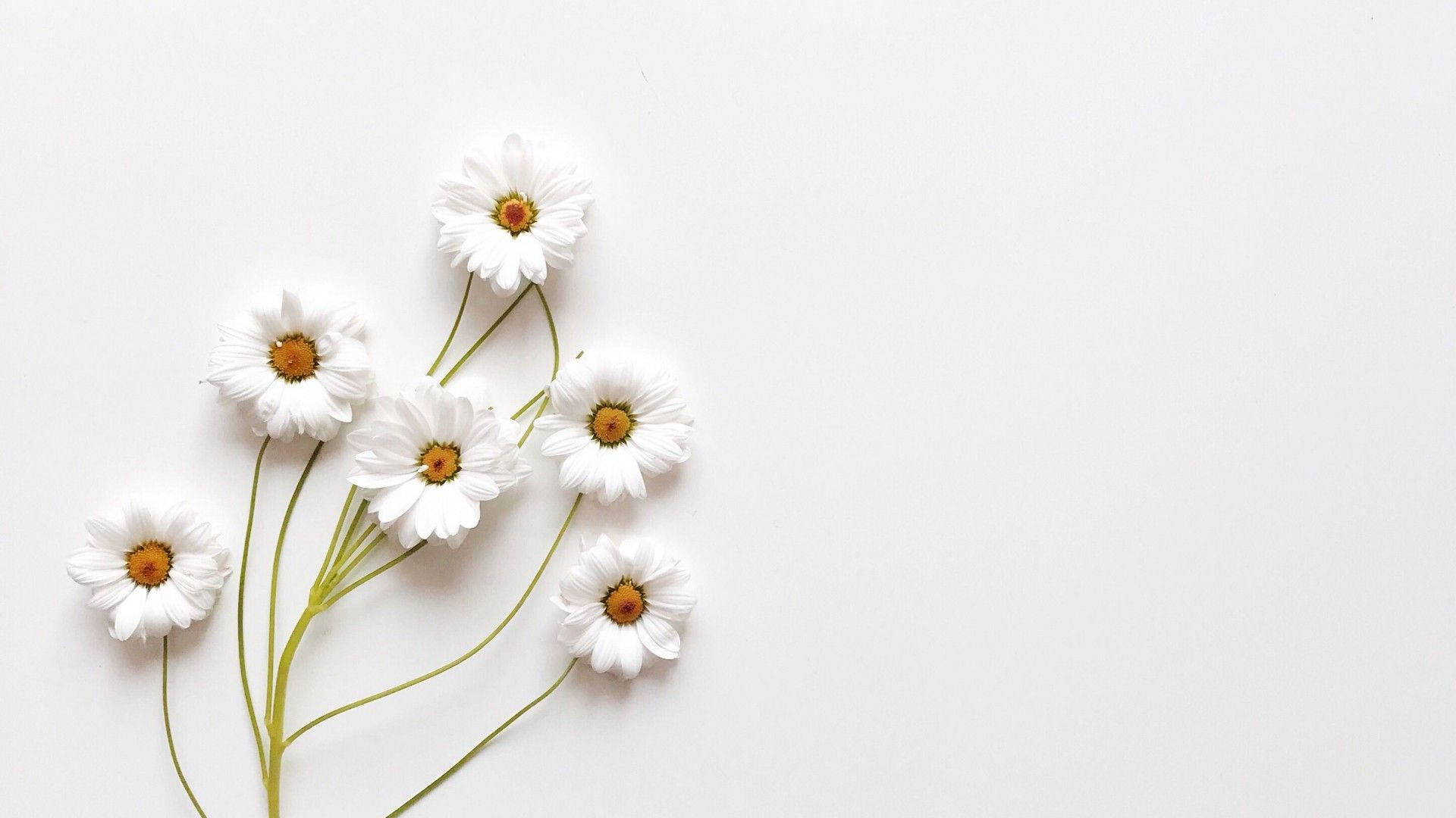 Flores blancas estéticas y encantadoras Fondos de pantalla