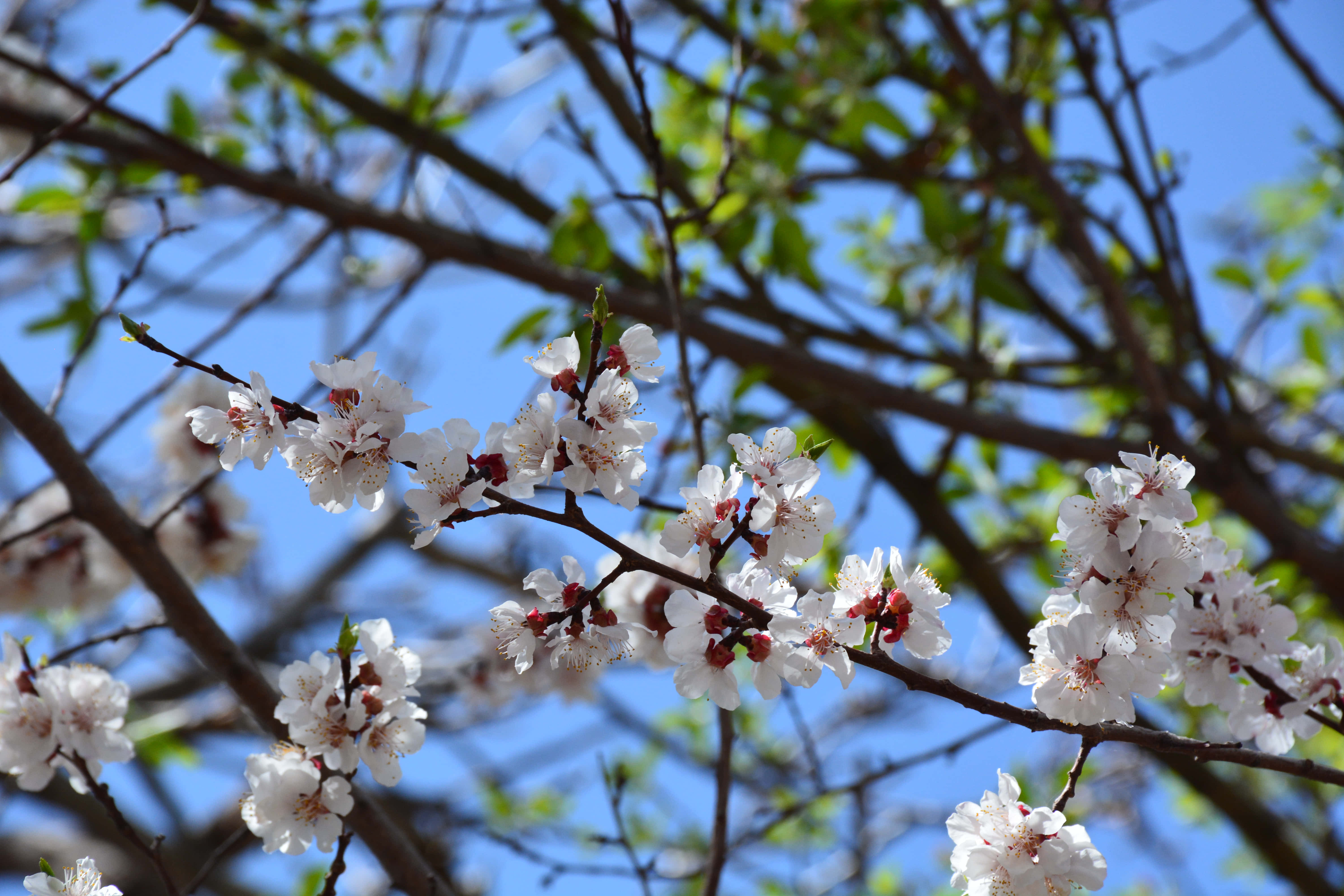 Flores blancas y rojas en un árbol Fondos de pantalla