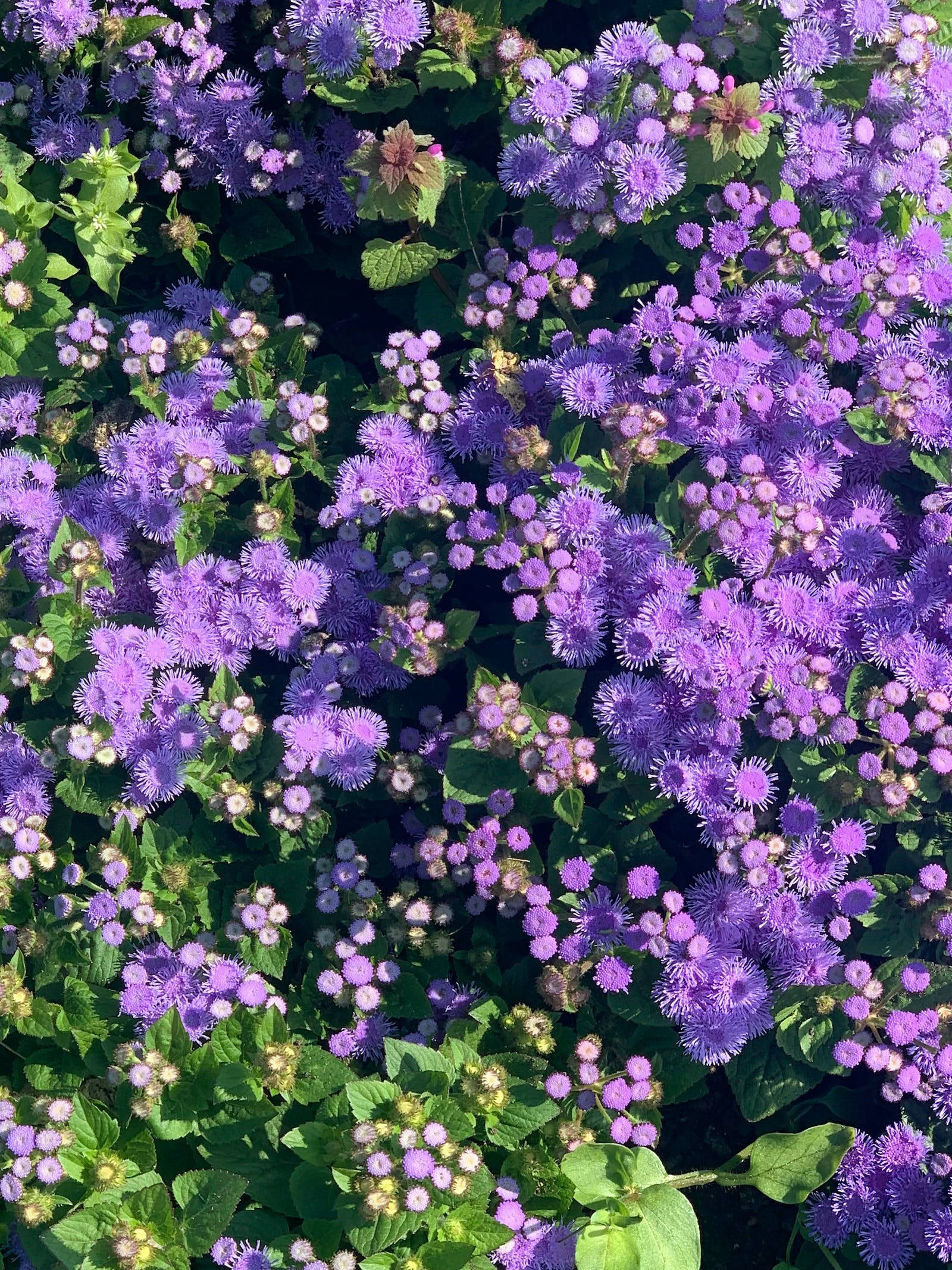 Flores Bluemink Floral para iPhone Fondos de pantalla