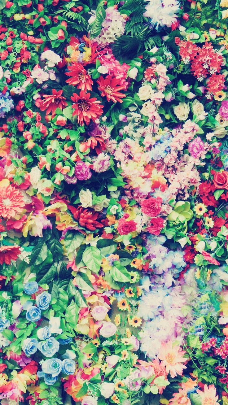 Flores Coloridas Variadas Floral iPhone Fondos de pantalla