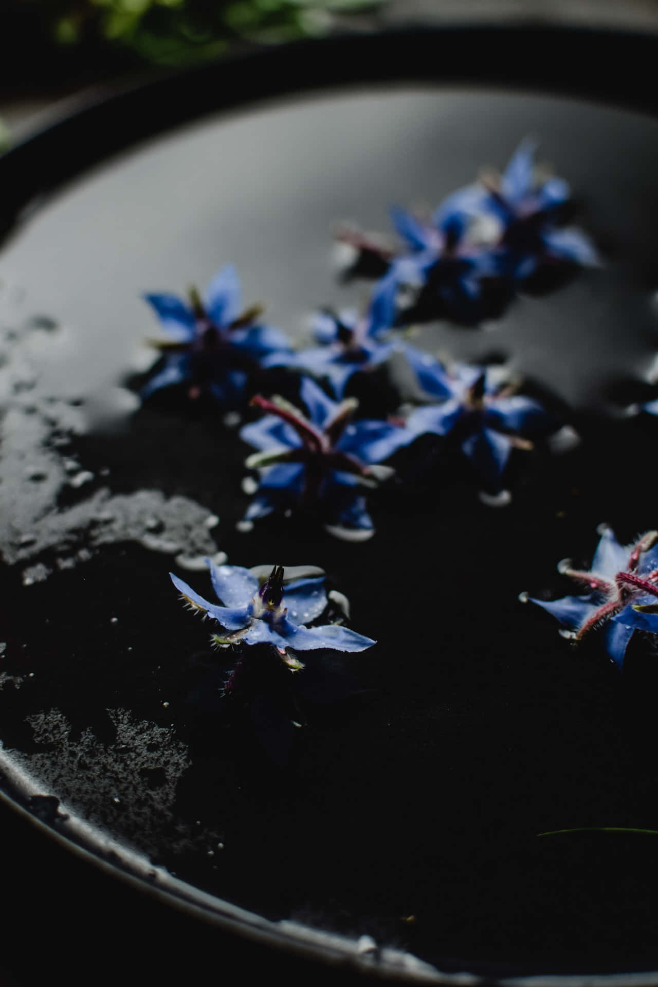 Flores de Borraja Azules para Teléfono Fondos de pantalla