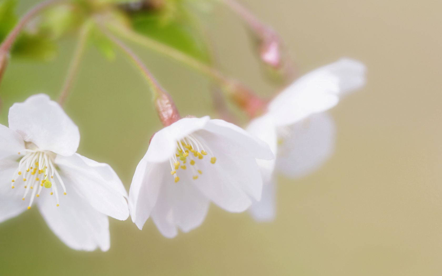 Fondo de Pantalla de Flores de Cerezo Blanco