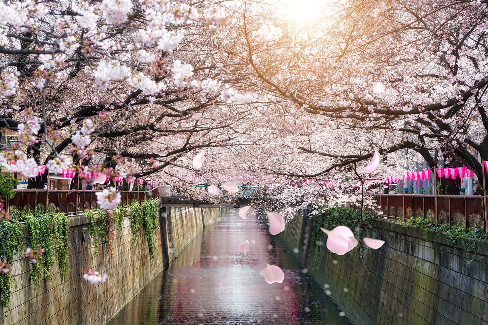 Flores de Cerezo en el Río Meguro Fondos de pantalla