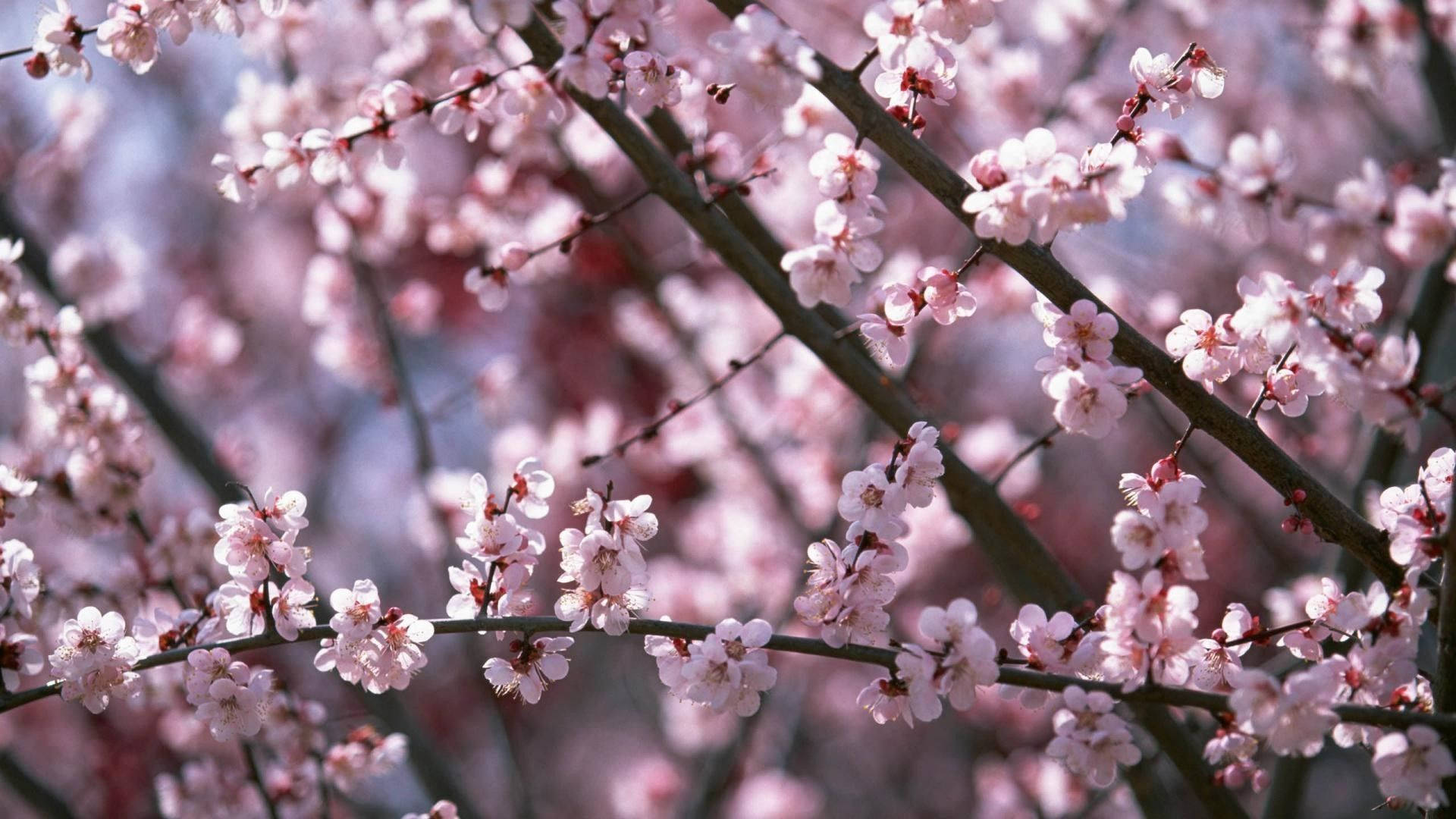 Fondo de Pantalla de Flores de Cerezo en Primavera