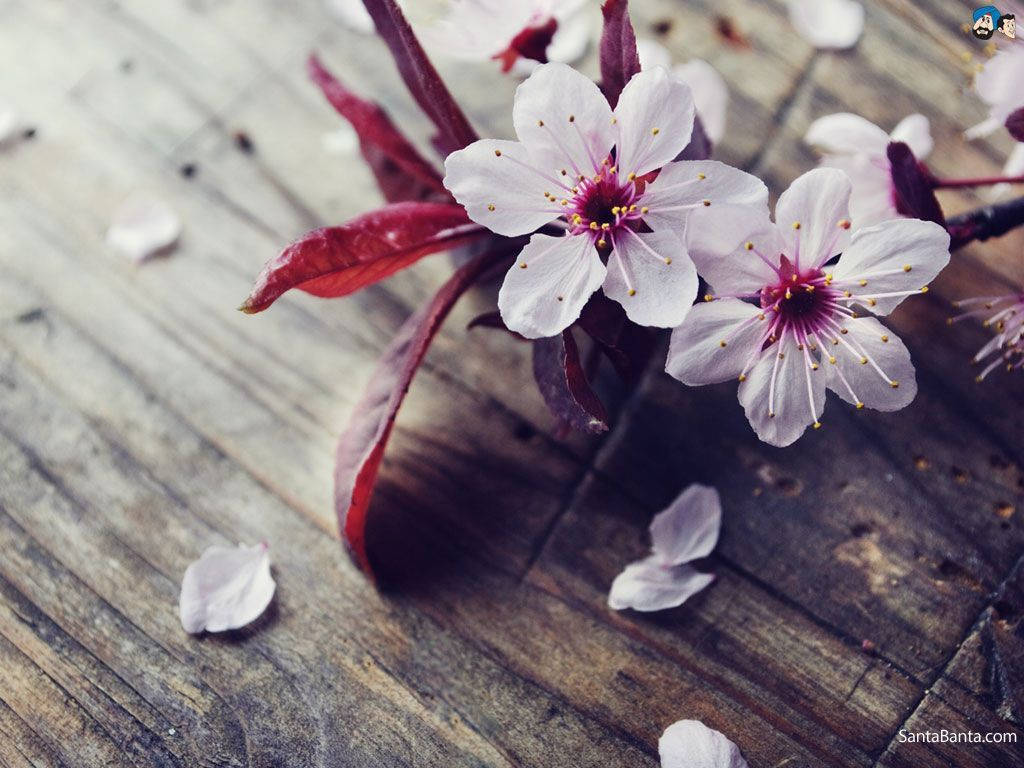 Fondo de Pantalla de Flores de Cerezo Esparcidas