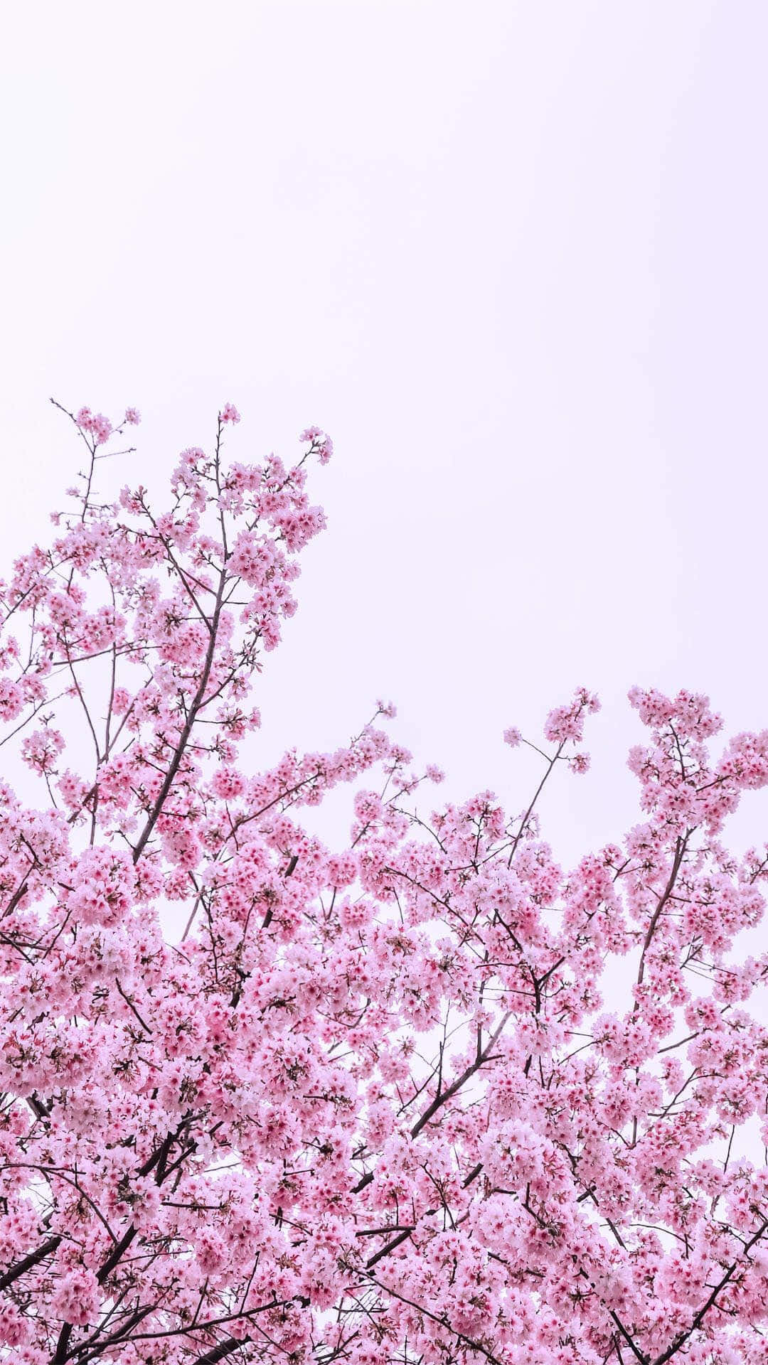 flores de cerezo rosadas en un árbol Fondos de pantalla