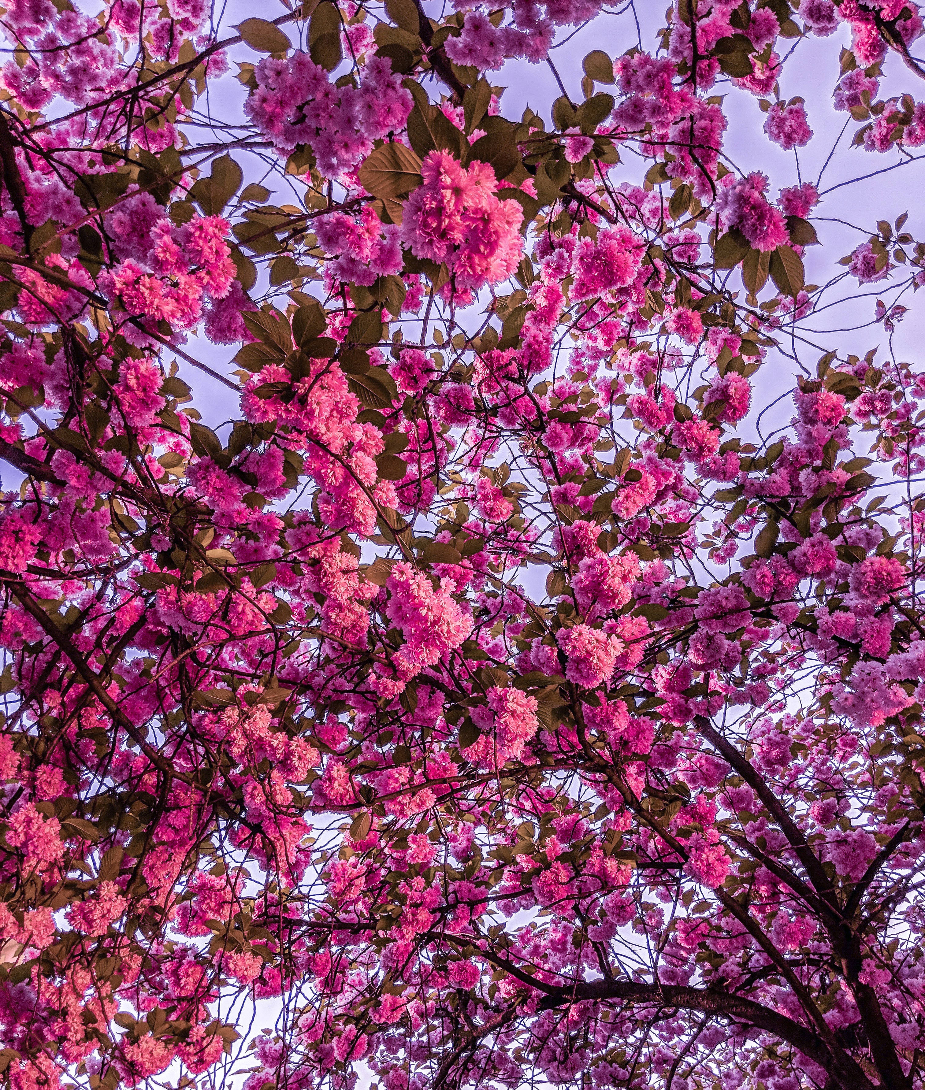 Flores de Cerezo Rosa Brillante Fondos de pantalla