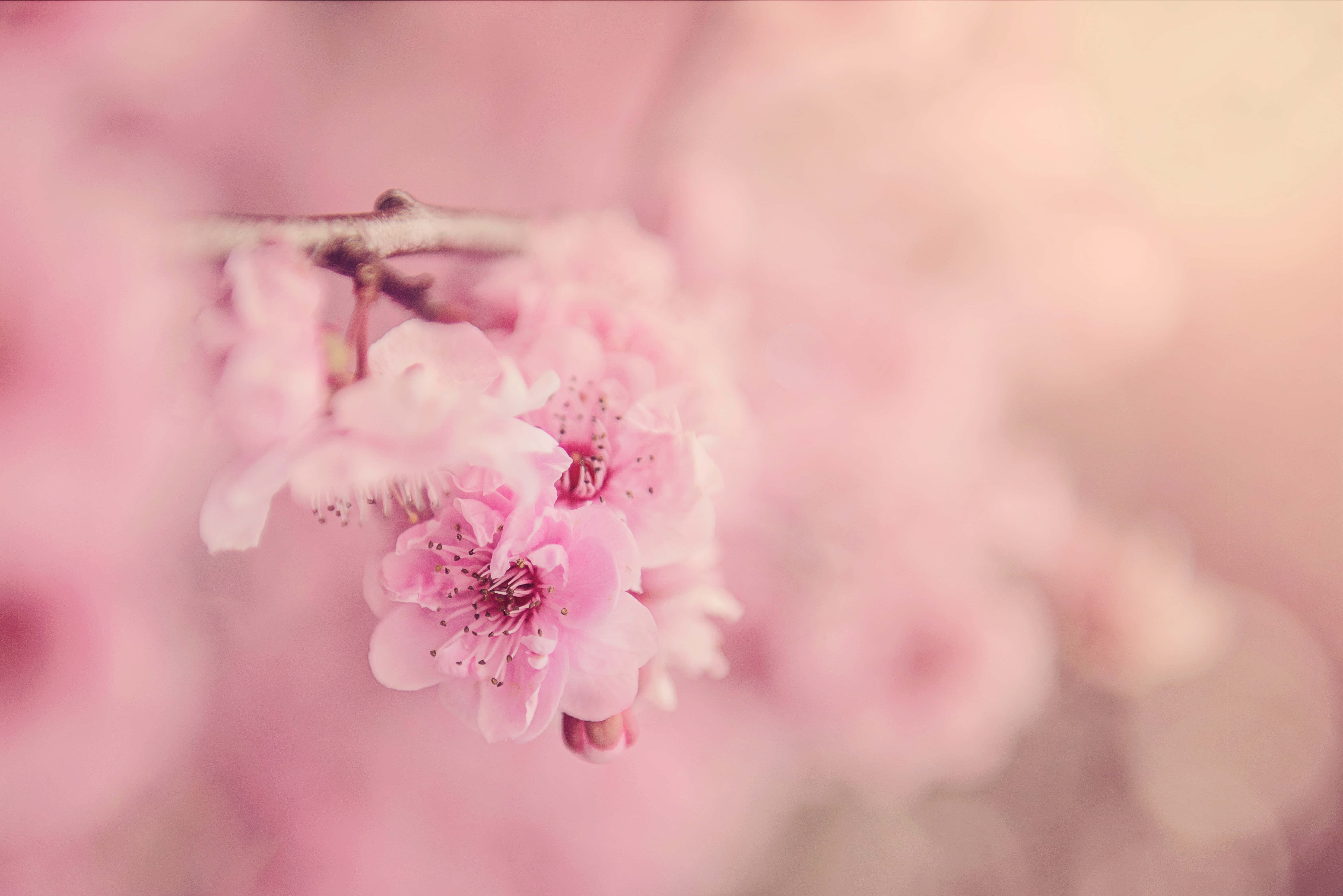 Flores de Cerezo Rosadas Fondos de pantalla