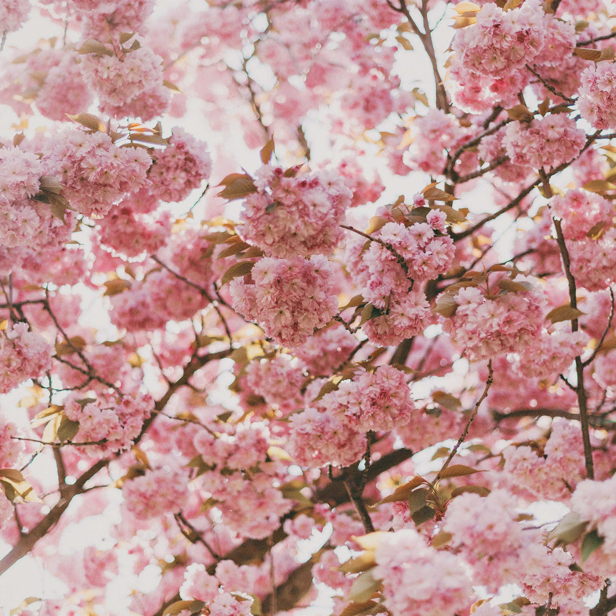 flores de cerezo rosadas en un árbol Fondos de pantalla