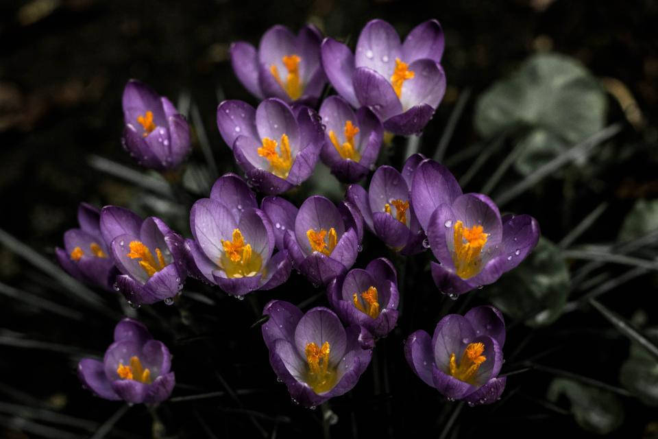 Flores de Crocus Estética Lavanda Fondos de pantalla