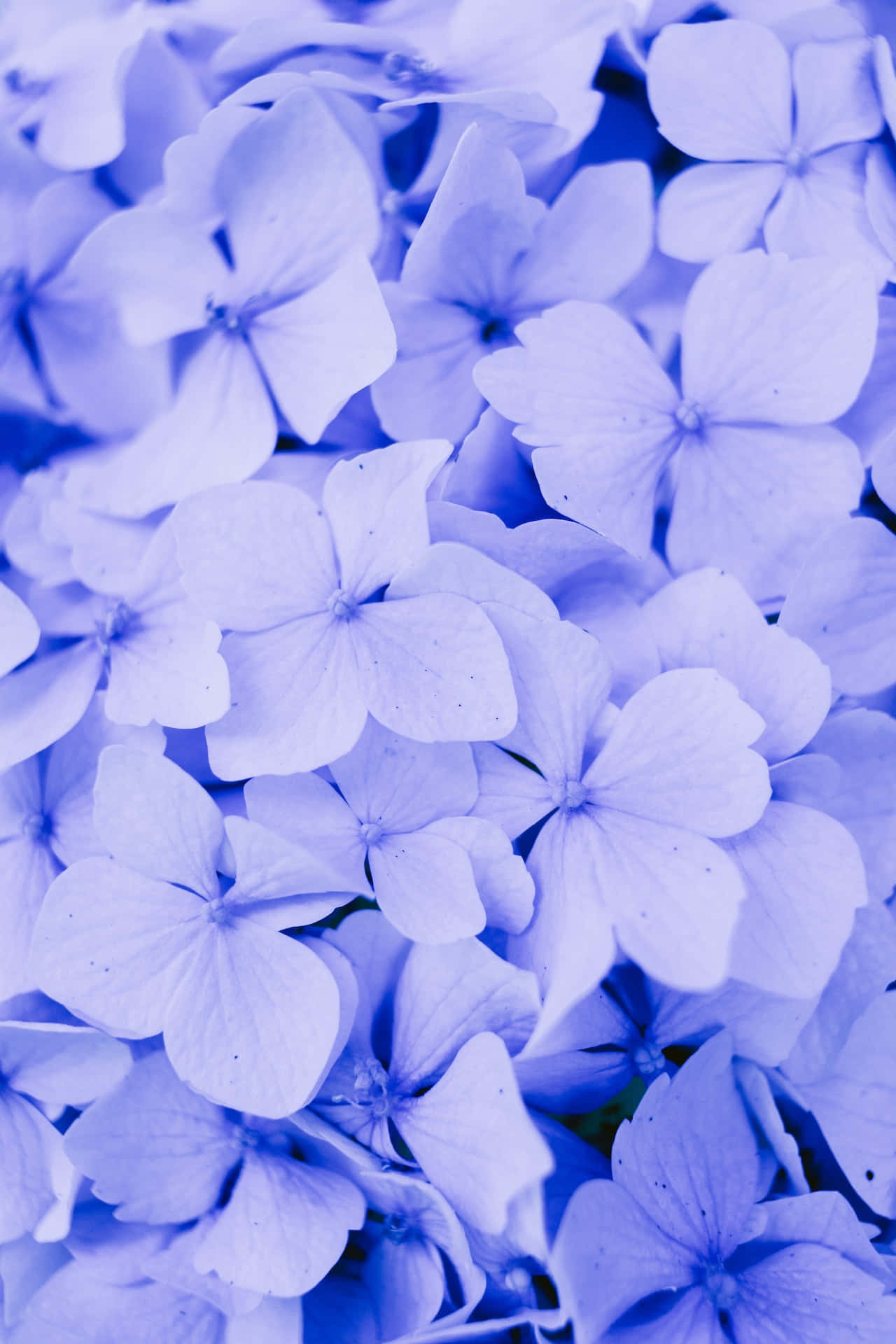 Flores de Hortensia Azules para Teléfono Fondos de pantalla