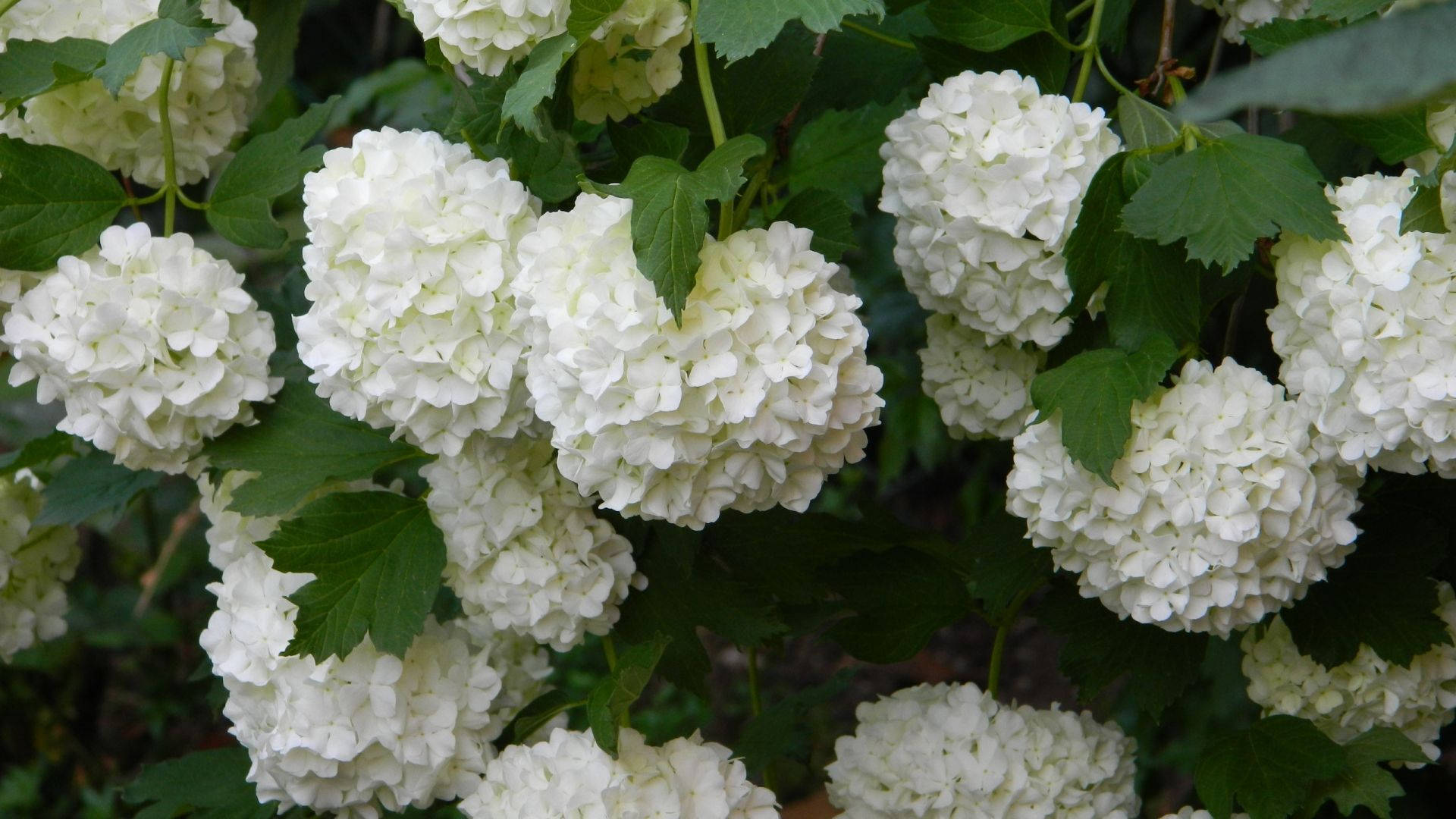 Flores de Hortensia Blanca Fondos de pantalla