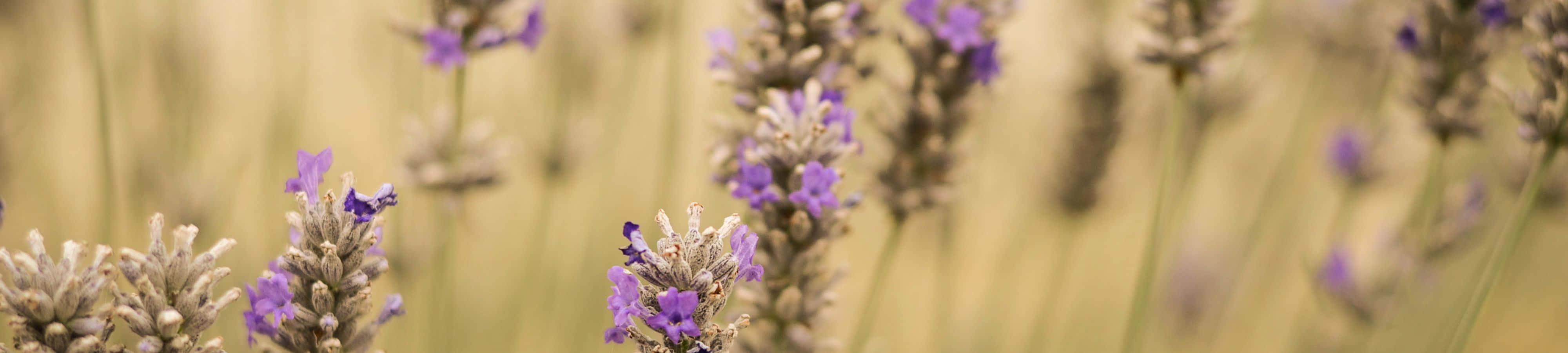 flores de lavanda en un campo con fondo borroso Fondos de pantalla