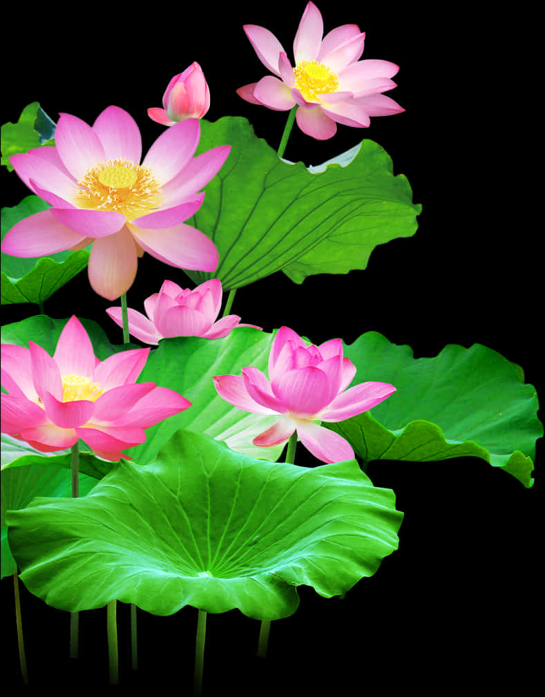 Flores de Loto en Floración y Hojas Fondos de pantalla