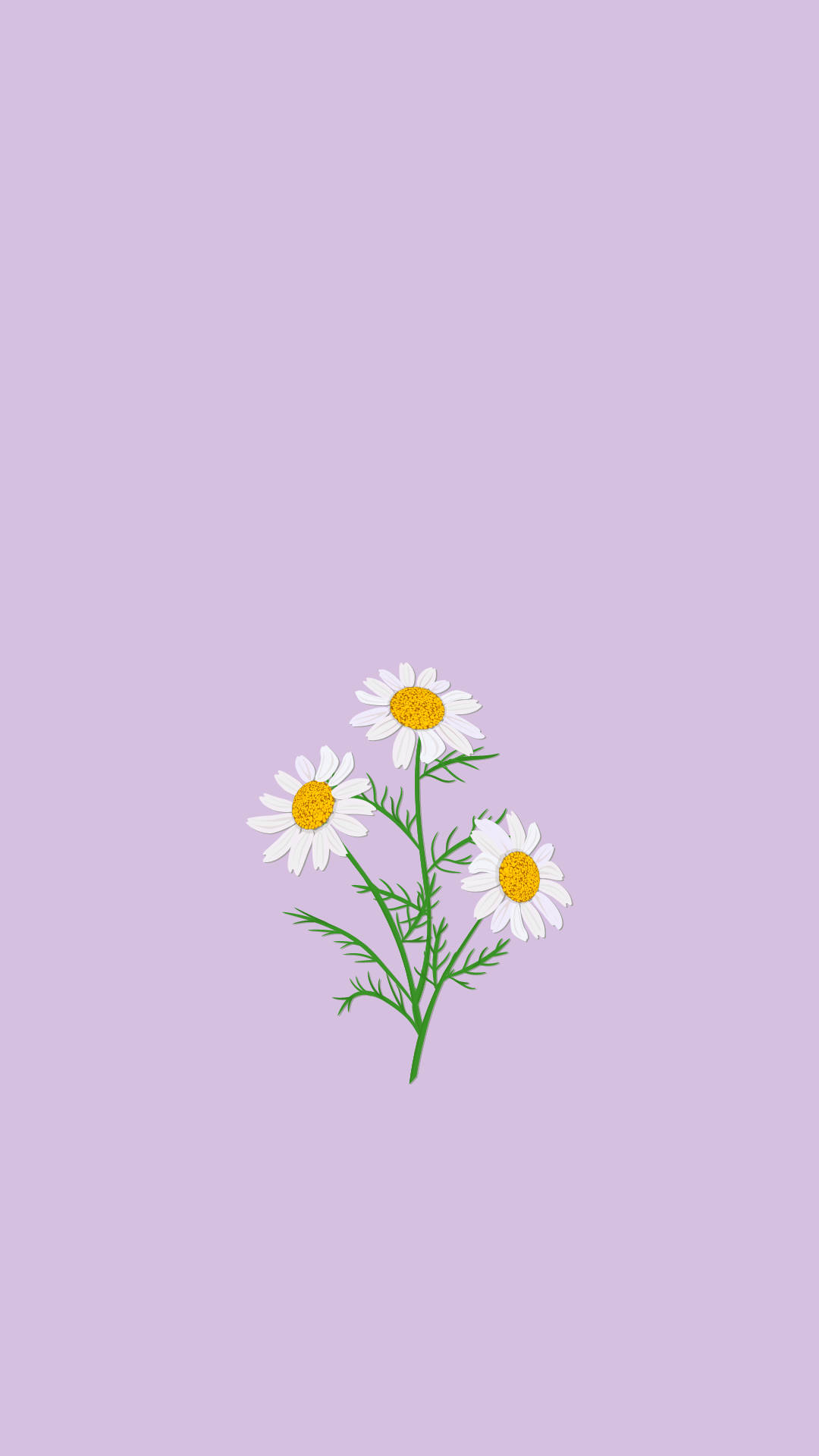 Flores de Manzanilla Estética en Lila Claro Fondos de pantalla