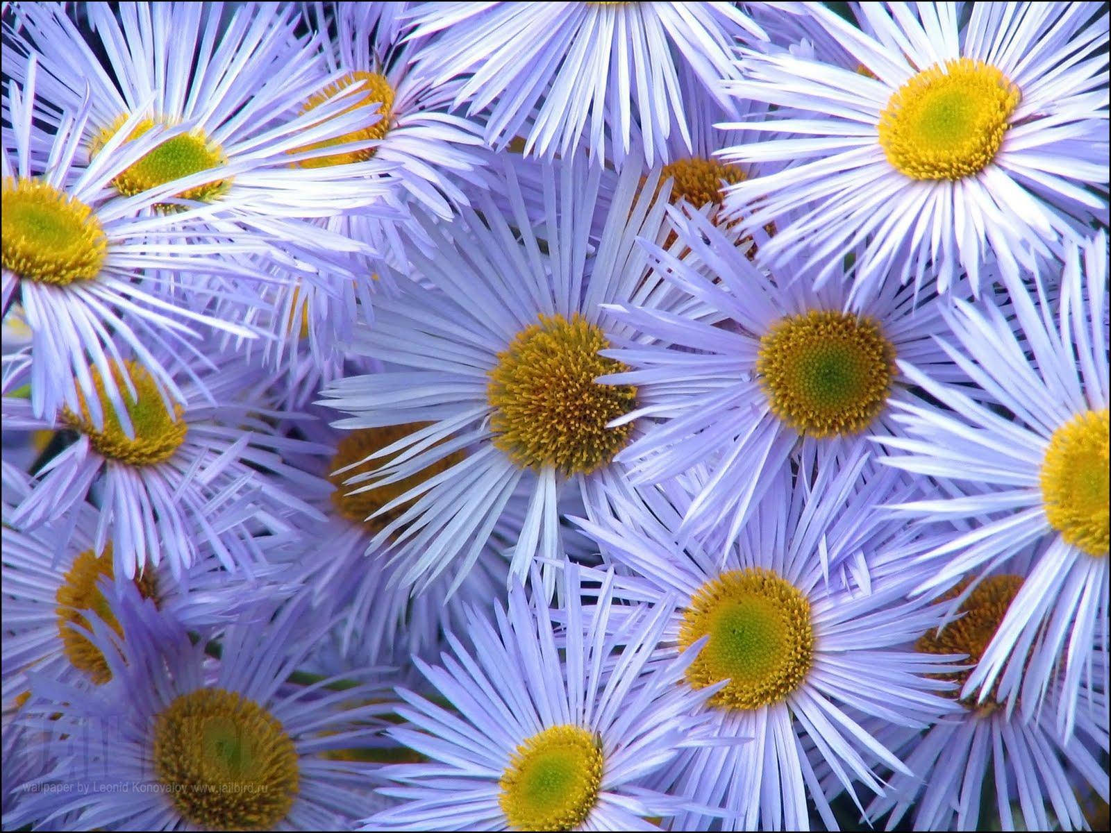 Flores de Margarita Silvestre para PC Fondos de pantalla
