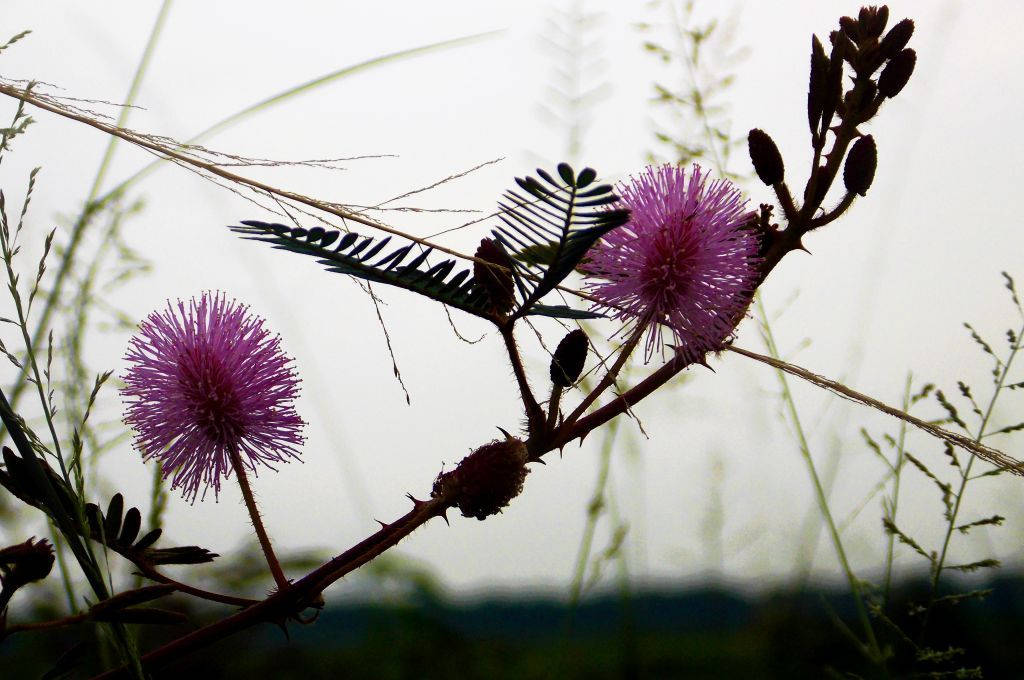 Flores de Mimosa Silvestres Fondos de pantalla