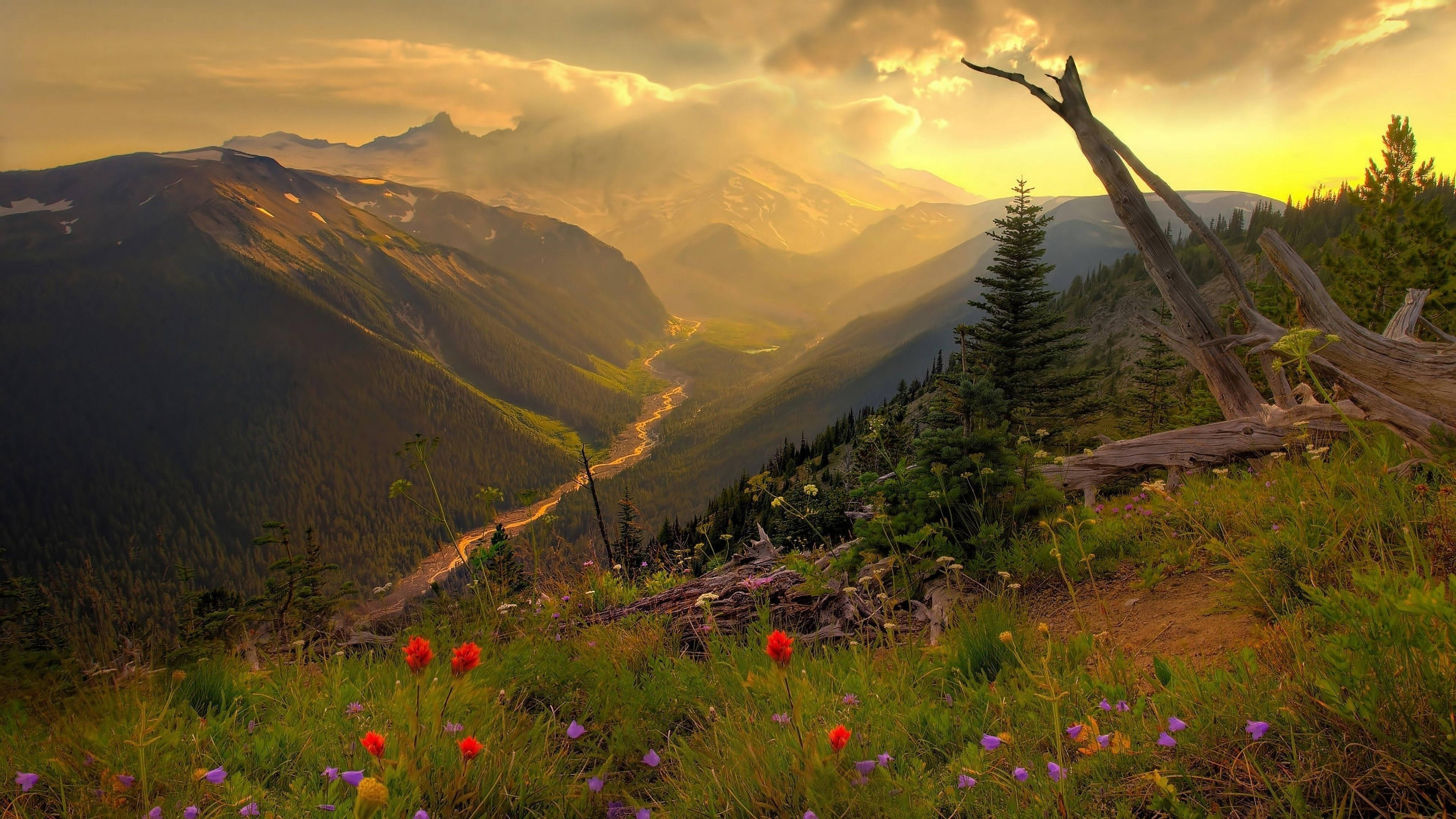 Flores de Montaña en la Naturaleza 4K Fondos de pantalla