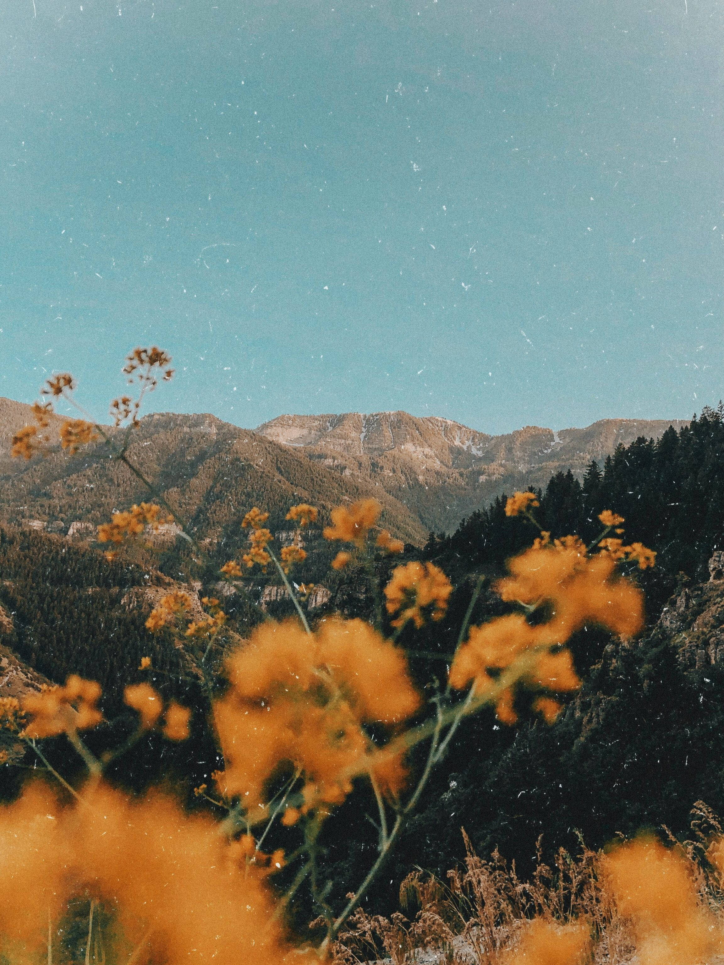 Flores de montaña vintage estéticas para iPad Fondos de pantalla