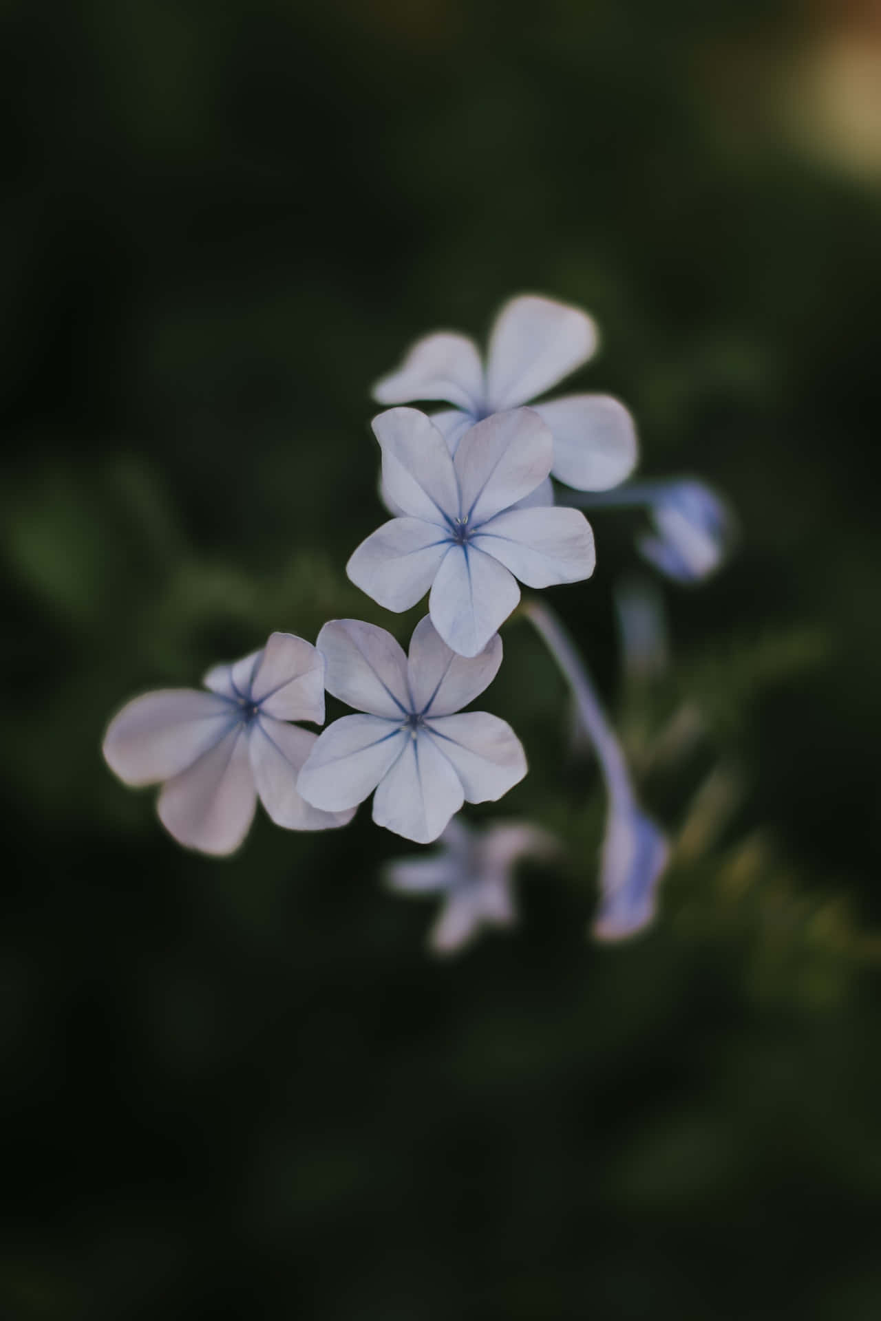 Flores de Plumbago Azules para Teléfono Fondos de pantalla