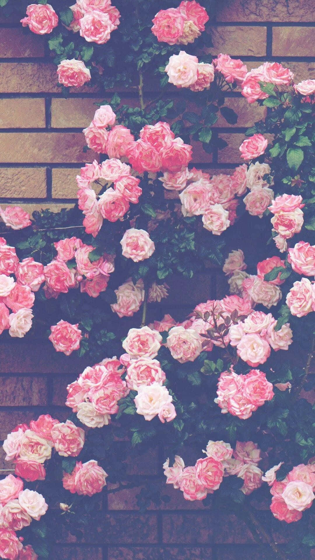 Flores de Primavera Encantadoras Fondos de pantalla