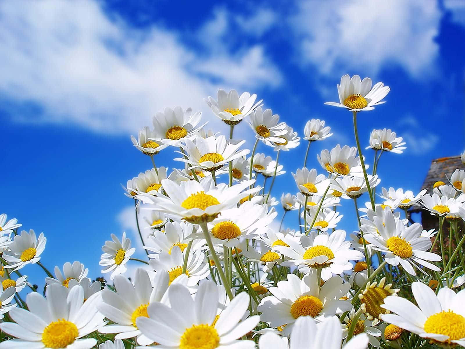 Flores de Primavera Margaritas Cielo Azul Fondos de pantalla