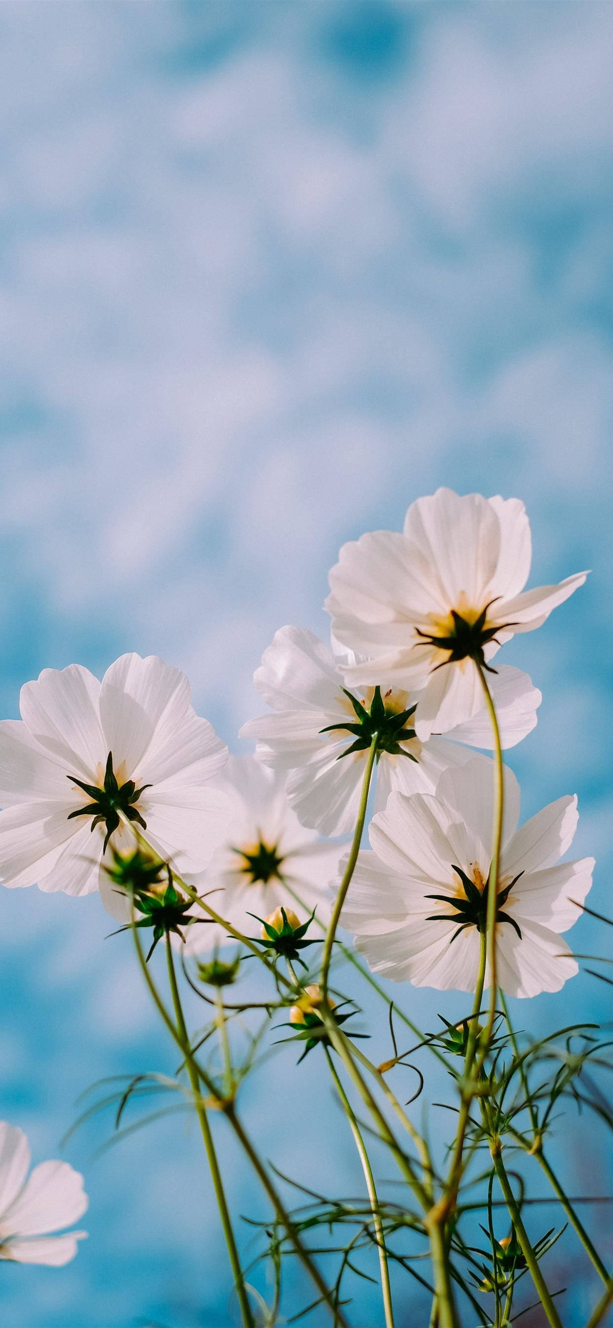 Flores de Primavera para iPhone 11 Pro Max Fondos de pantalla