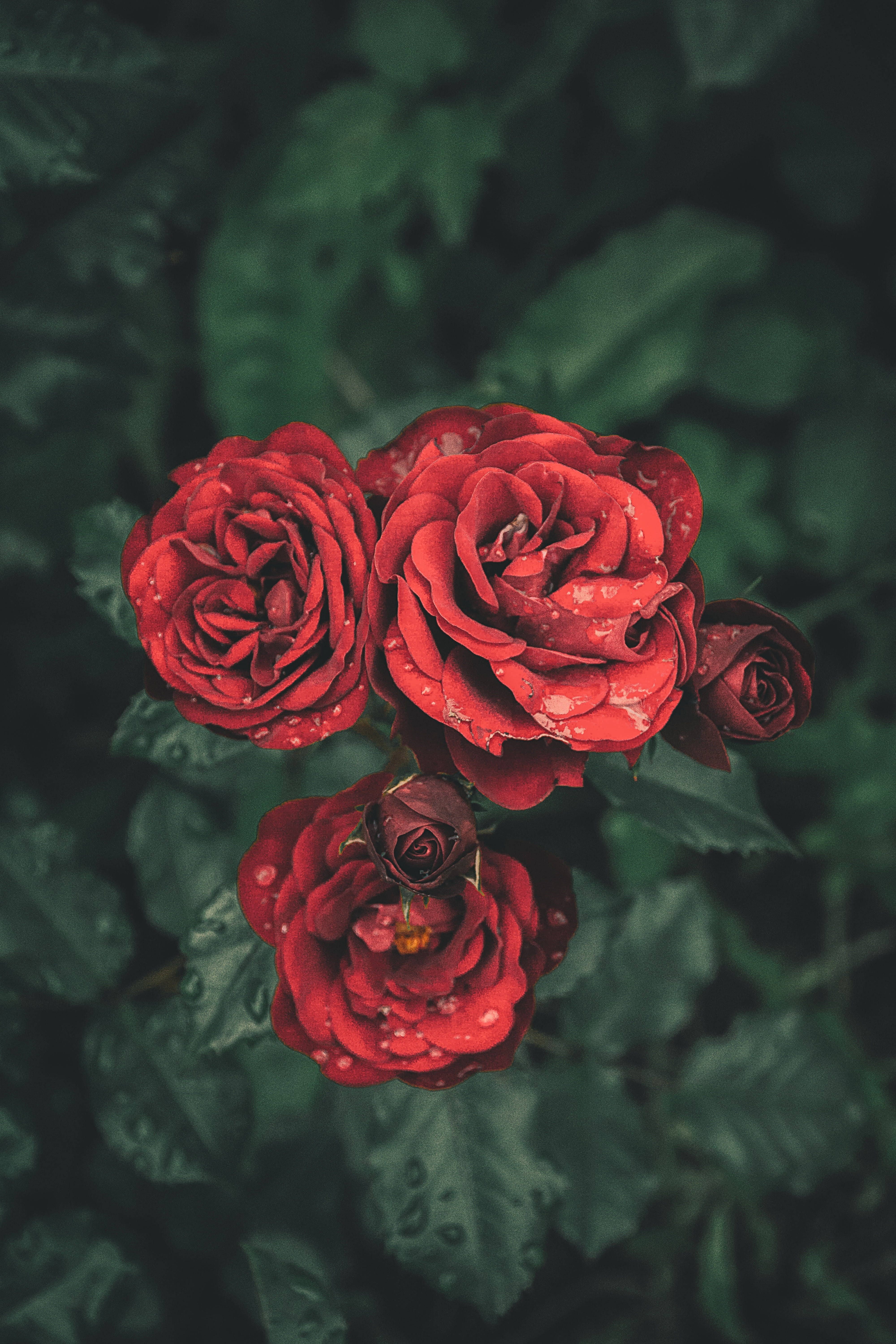 Flores de rosas rojo sangre Fondos de pantalla