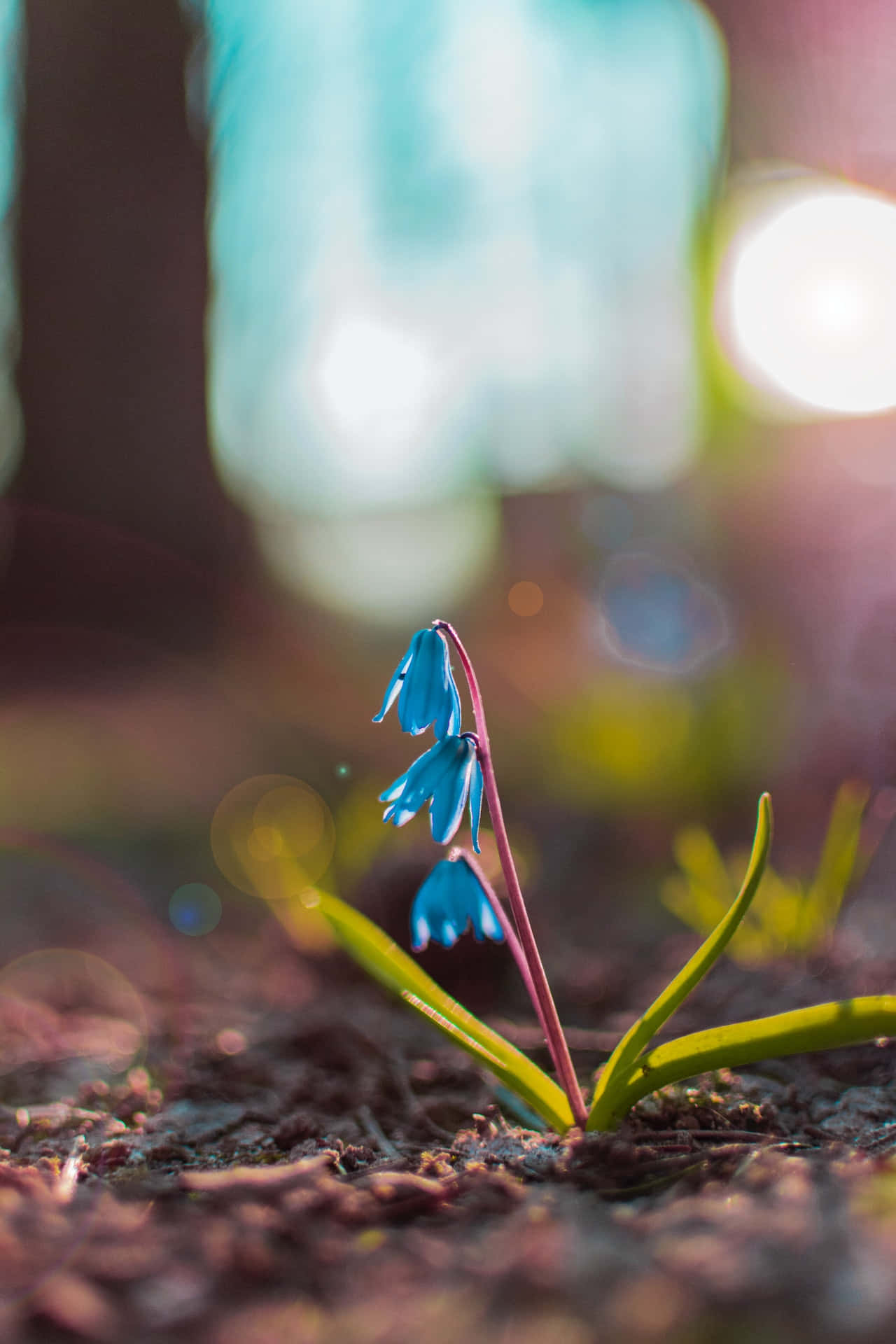 Flores de Squill Azules para Teléfono Fondos de pantalla