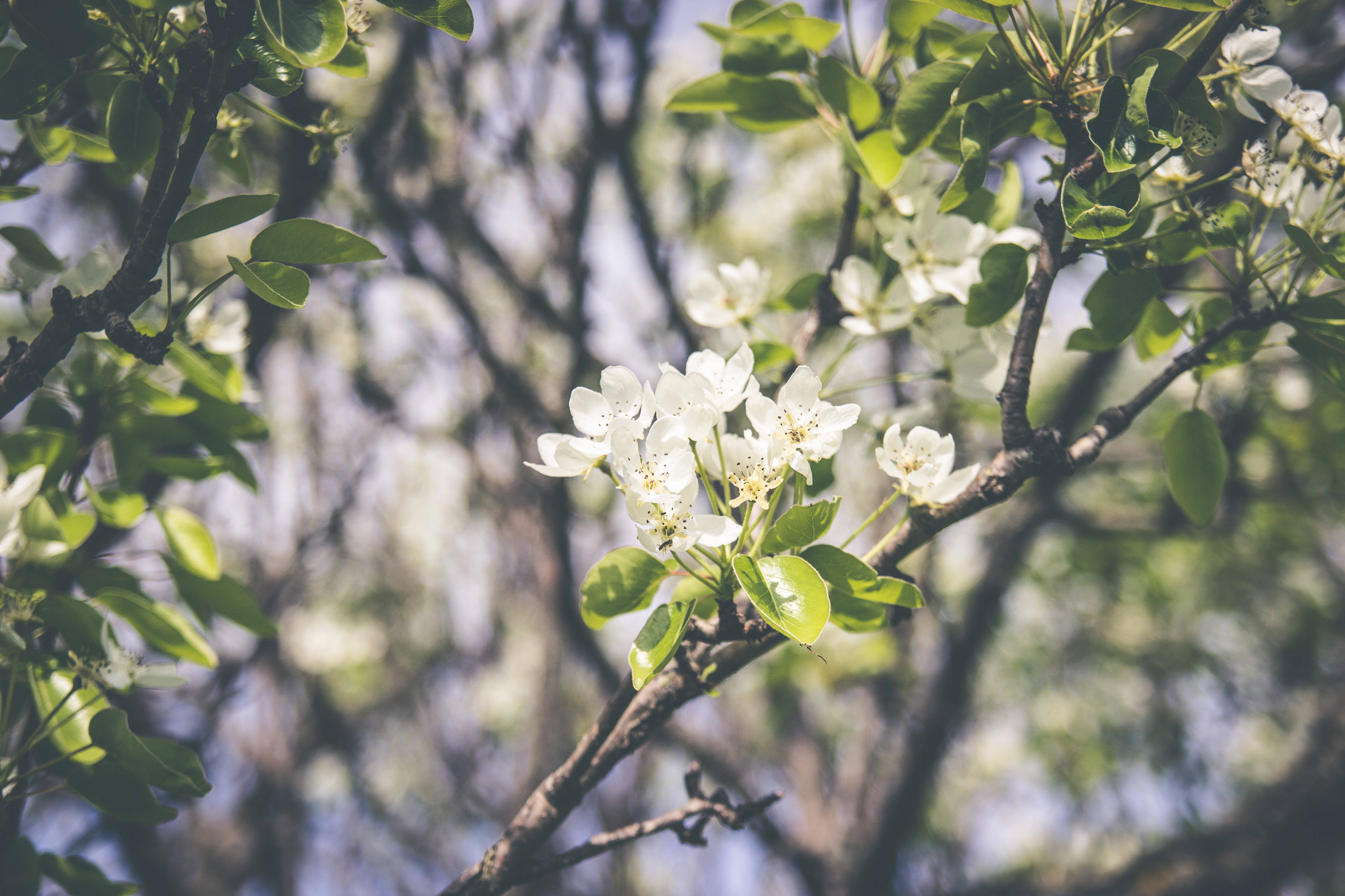 Flores Durante la Temporada de Primavera Fondos de pantalla