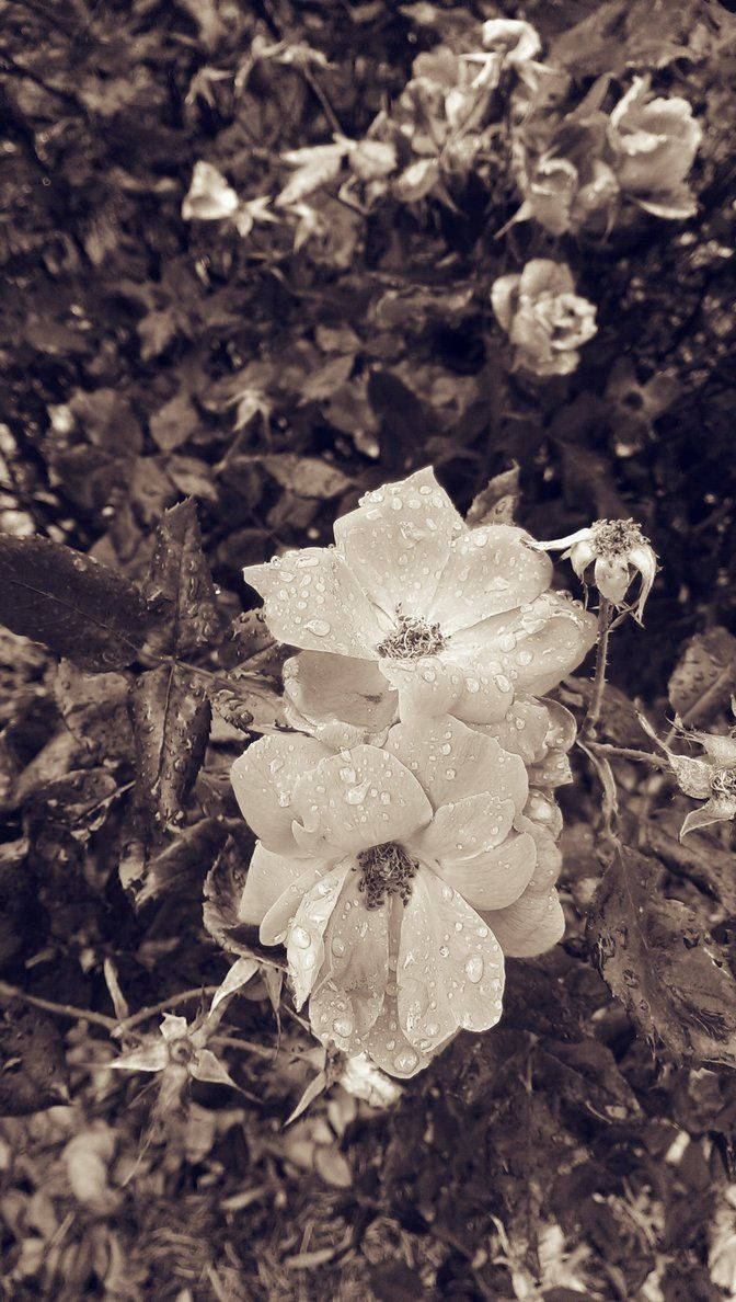 Flores en Escala de Grises para iPhone Fondos de pantalla