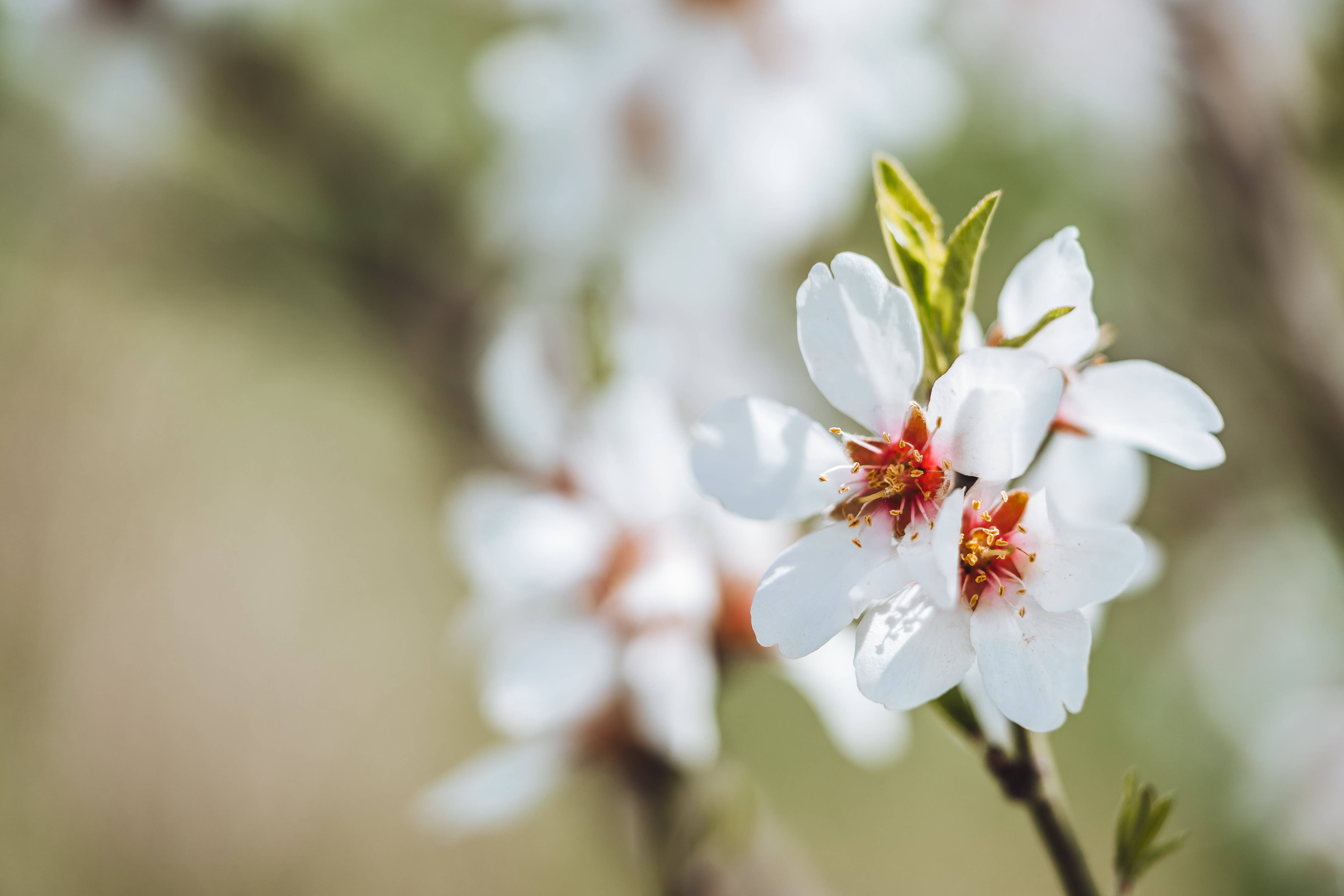 Flores Estéticas de Almendro en Flor Fondos de pantalla