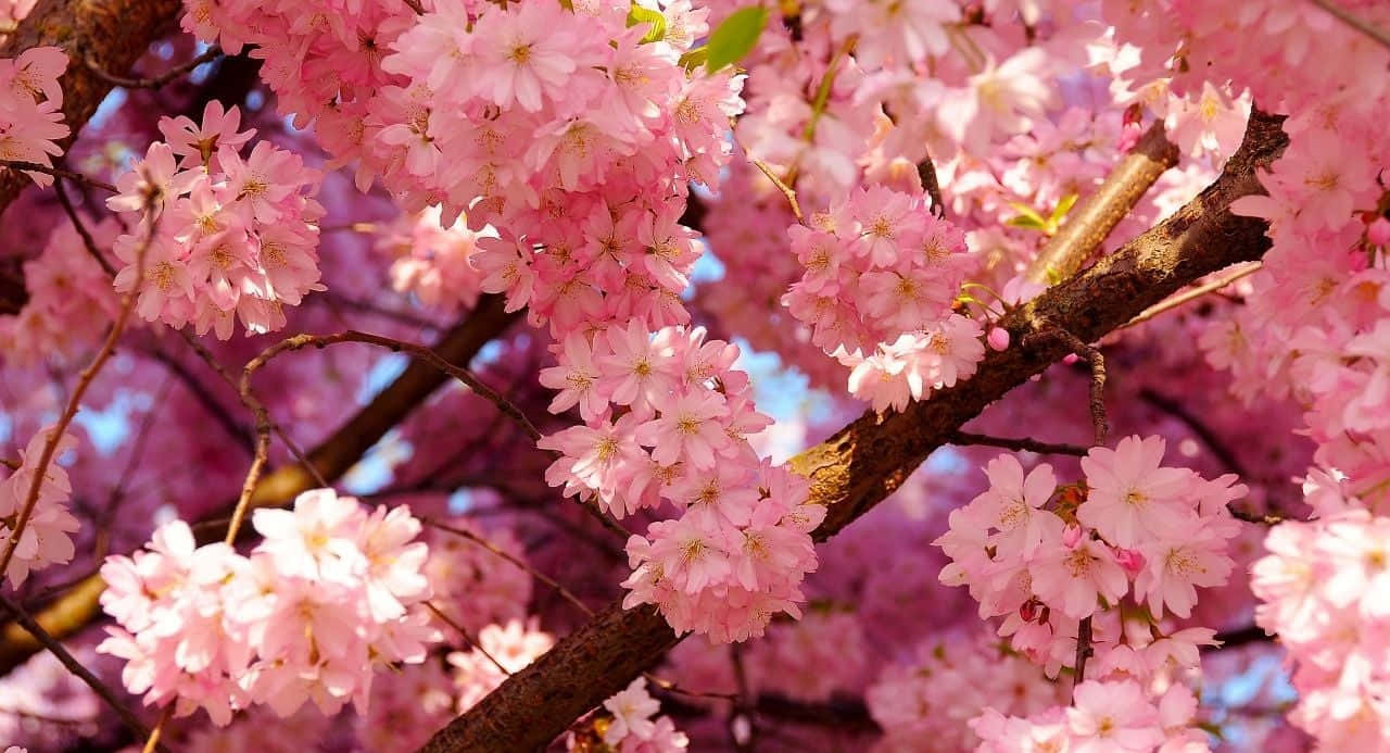 Flores Estéticas en Floración Fondos de pantalla