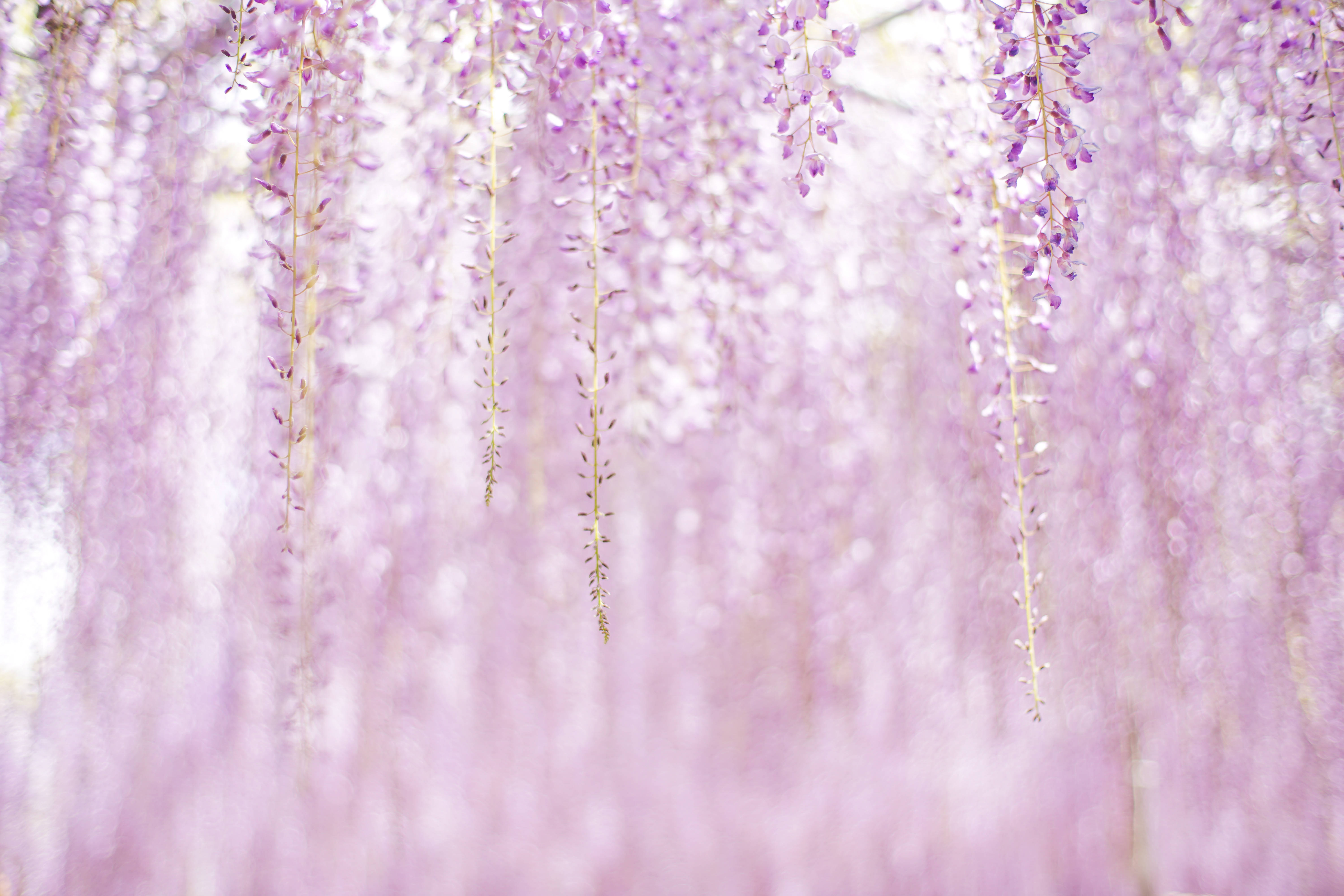 Flores Estéticas Moradas Fondos de pantalla