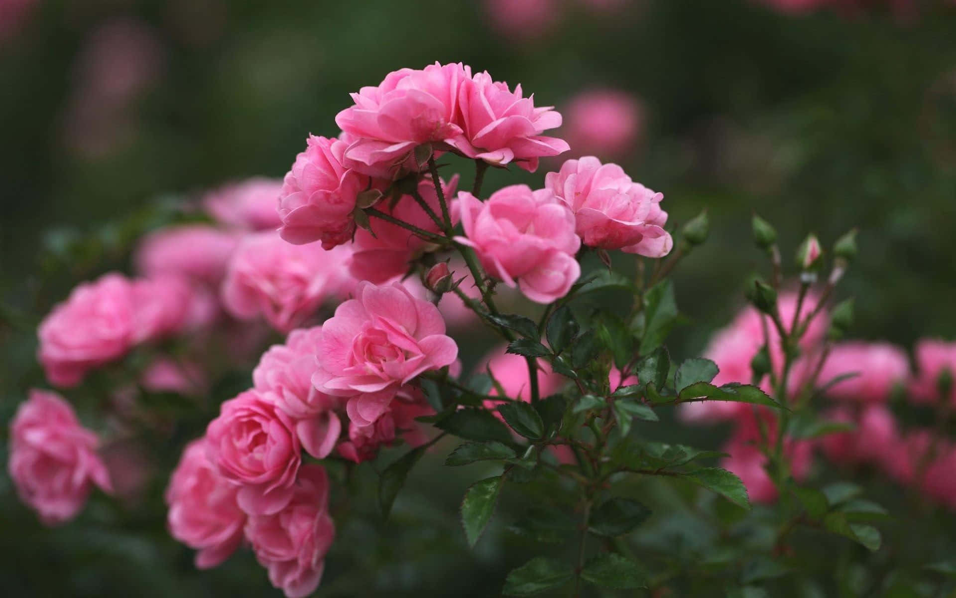 Flores Estéticas y Hermosas en la Naturaleza Fondos de pantalla