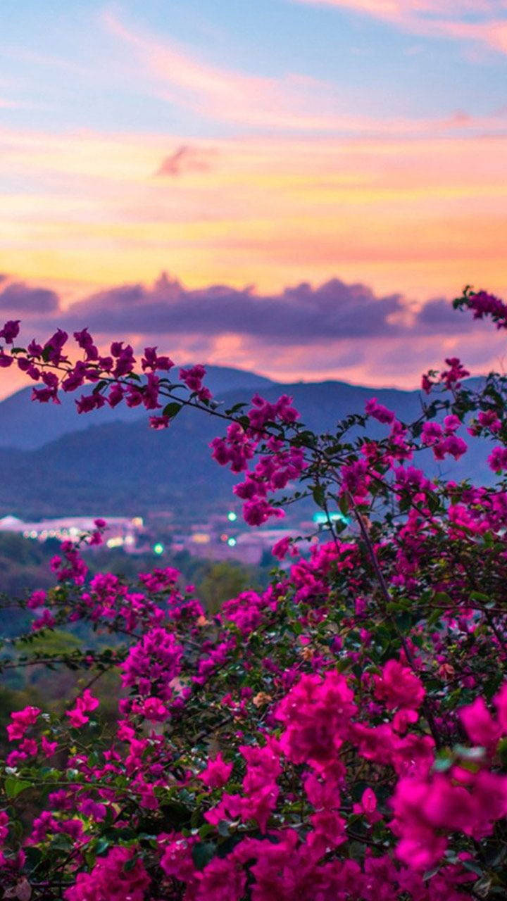 Flores Moradas al Atardecer en la Naturaleza