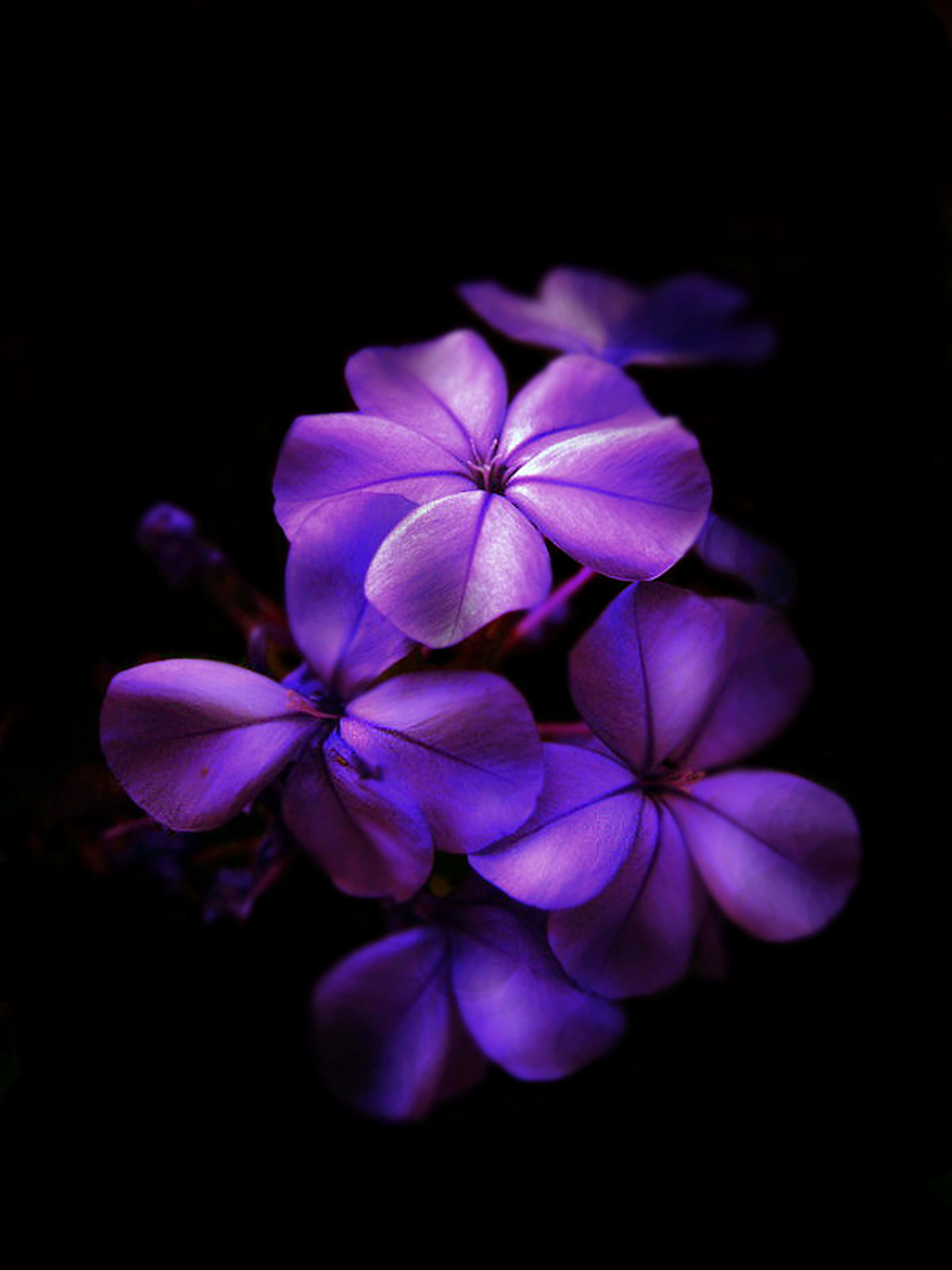 flores moradas en la oscuridad Fondos de pantalla
