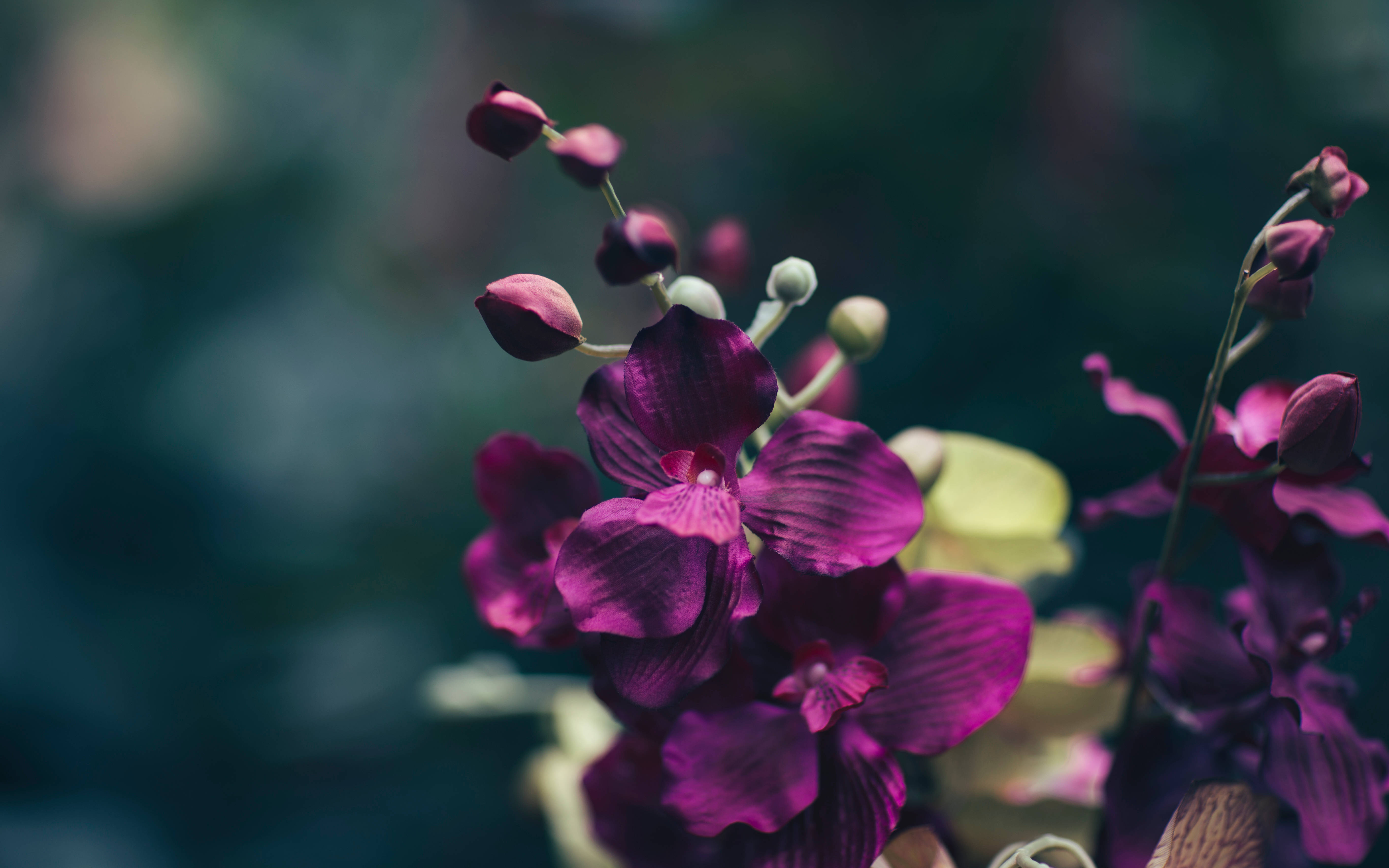 Flores Oscuras Púrpura Fondos de pantalla