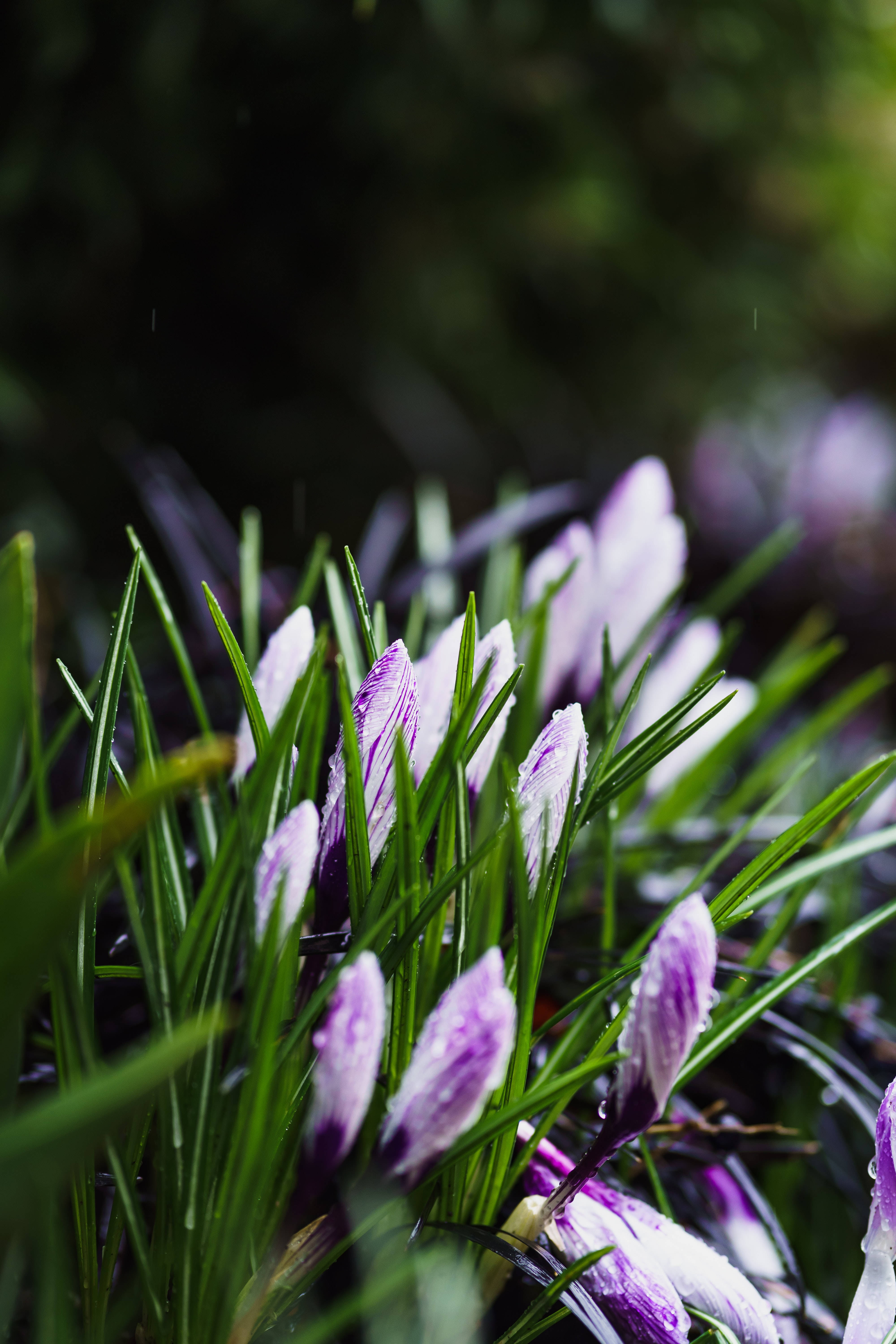 Flores Púrpura de Primavera Fondos de pantalla