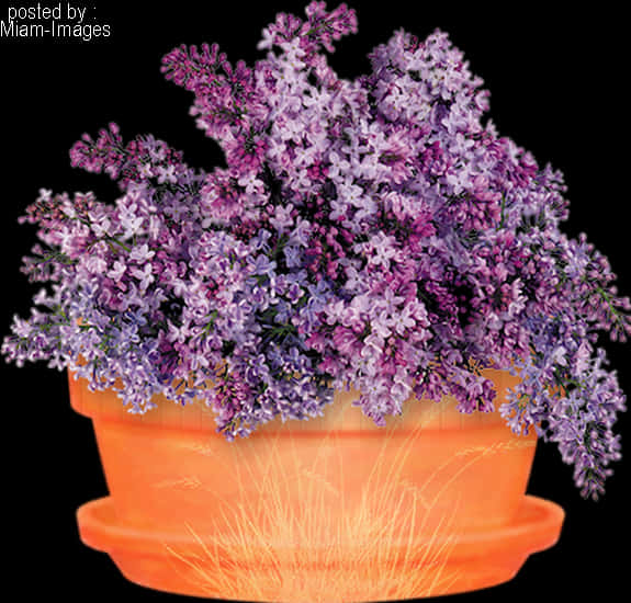 Flores Púrpuras en Maceta Brillante Fondos de pantalla