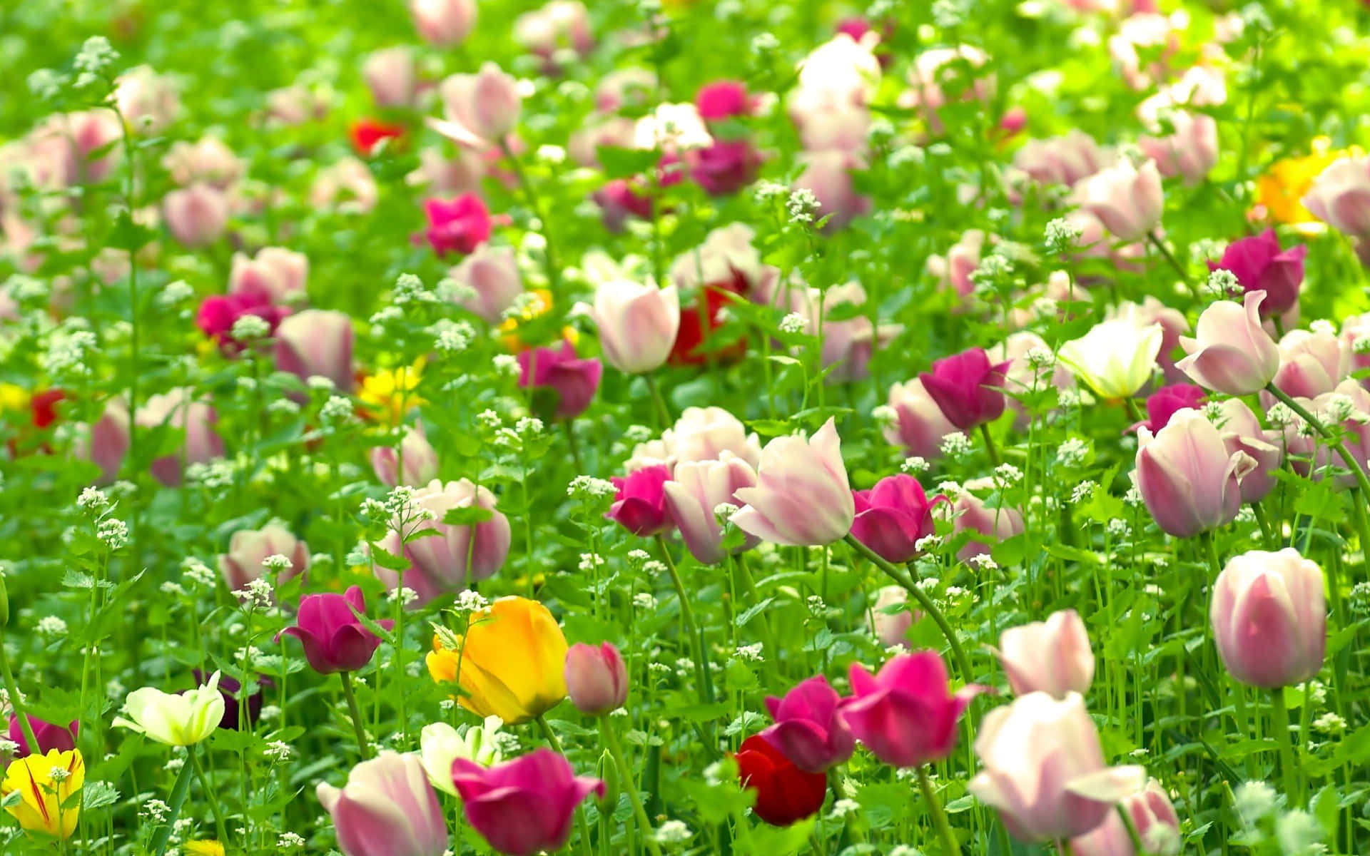 Flores rojas, blancas y rosas en la naturaleza Fondos de pantalla