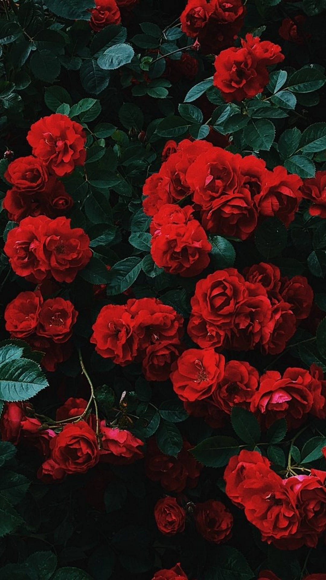 Flores Rojas Estéticas para iPhone Fondos de pantalla