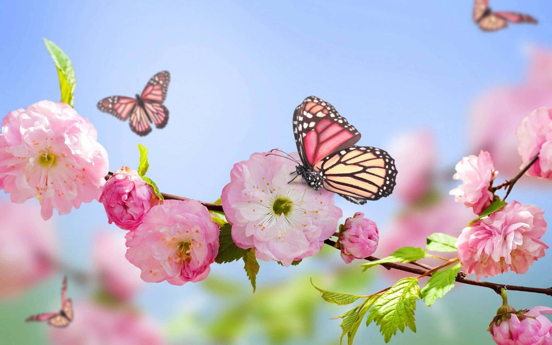 flores rosadas con mariposas sobre ellas Fondos de pantalla