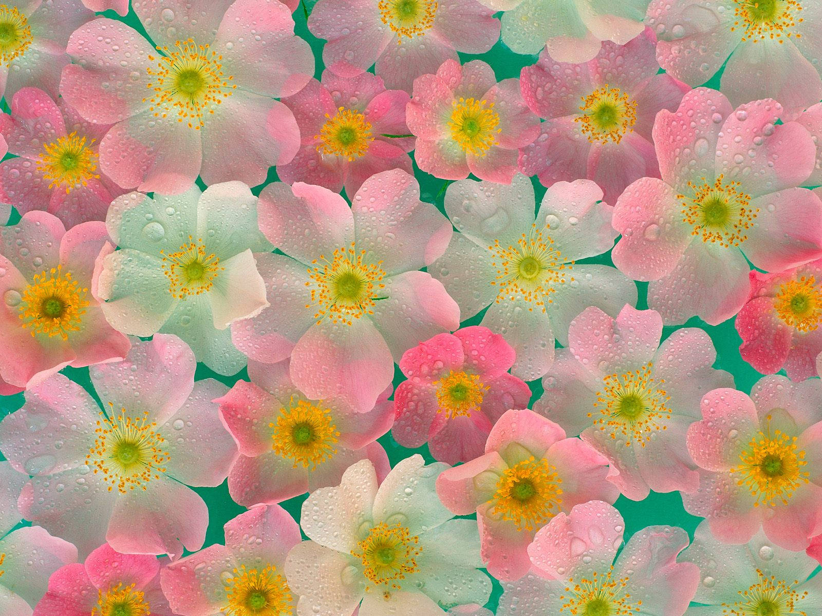 Flores Rosas de la Naturaleza en 4K